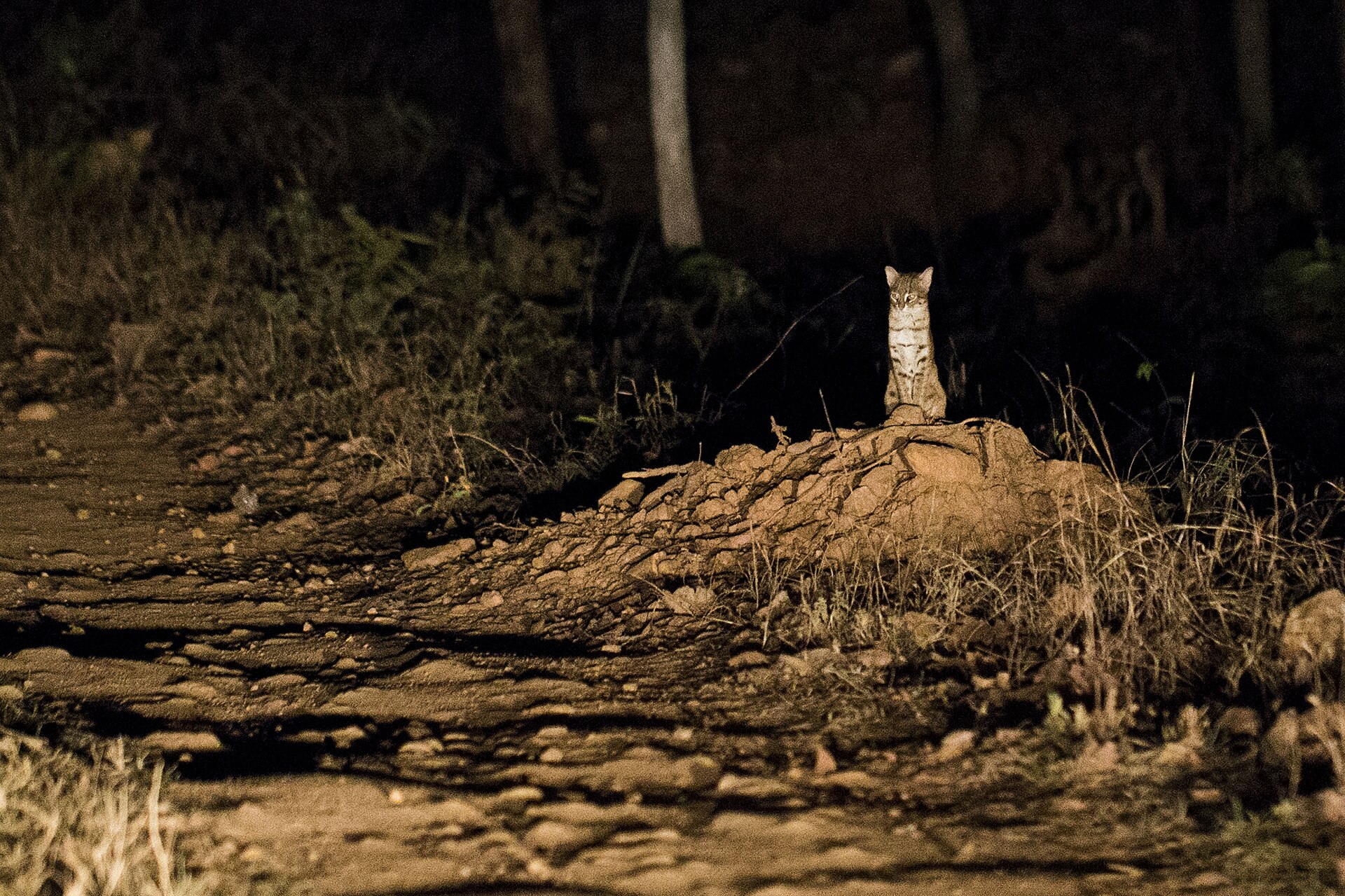 Rusty-spotted cat