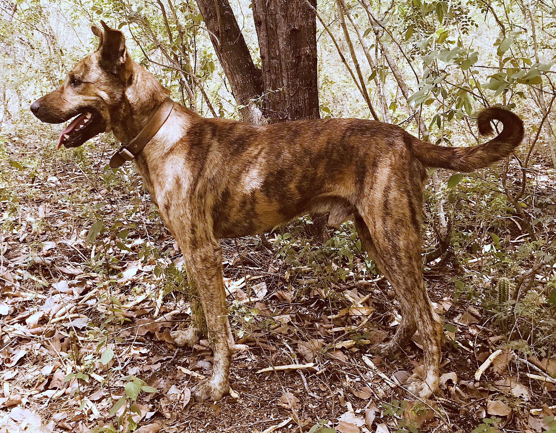 Sertanejo Dog