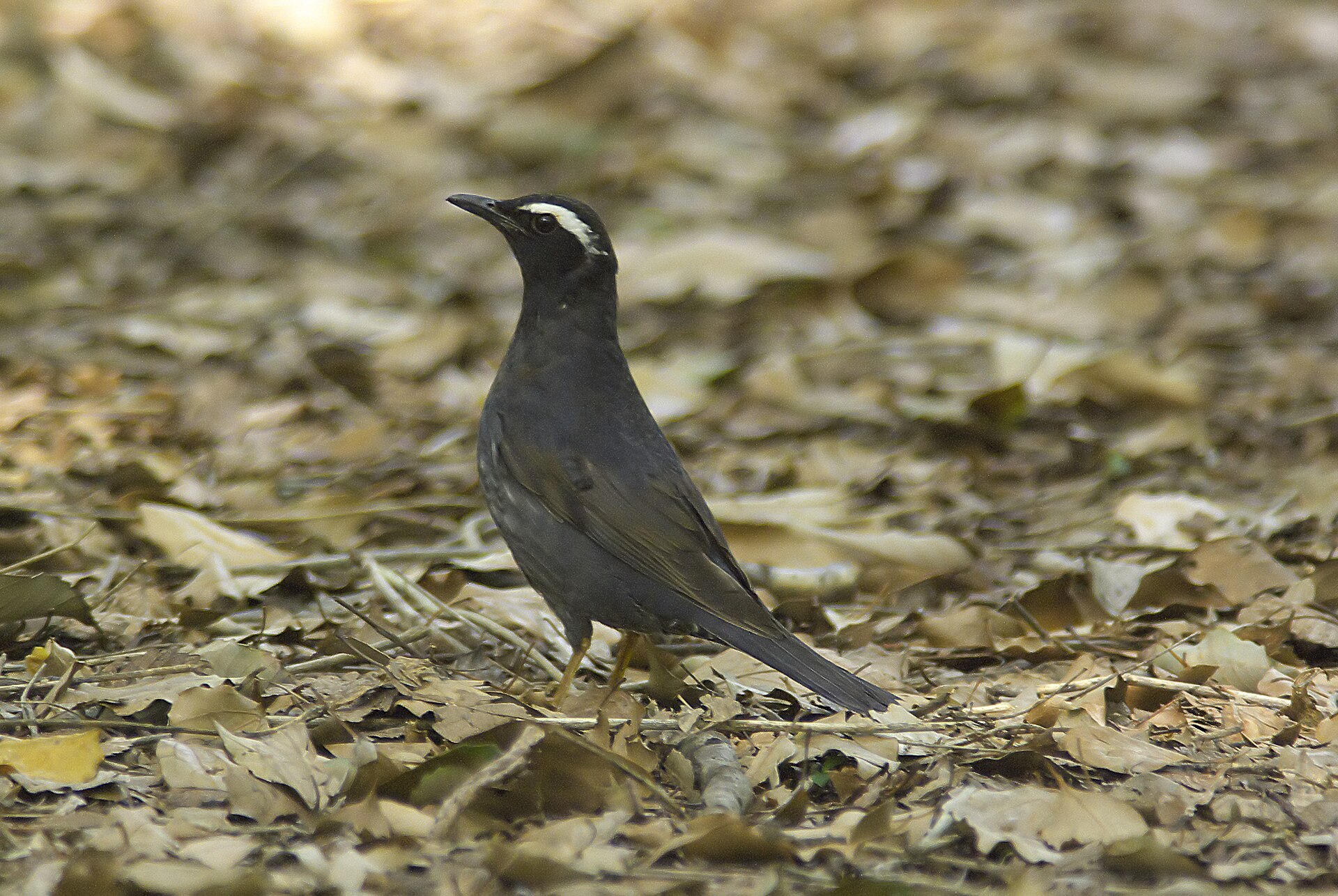 Siberian Thrush