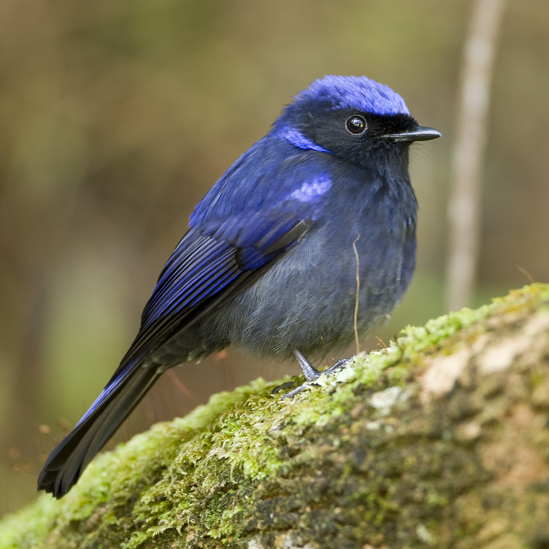 Small Niltava