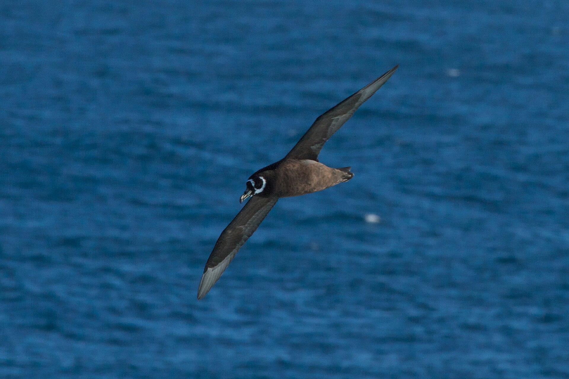 Spectacled Petrel