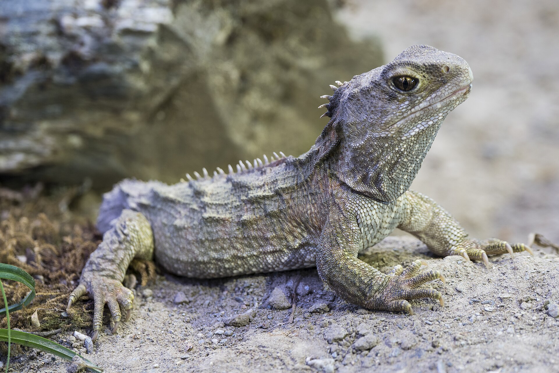 Sphenodon punctatus