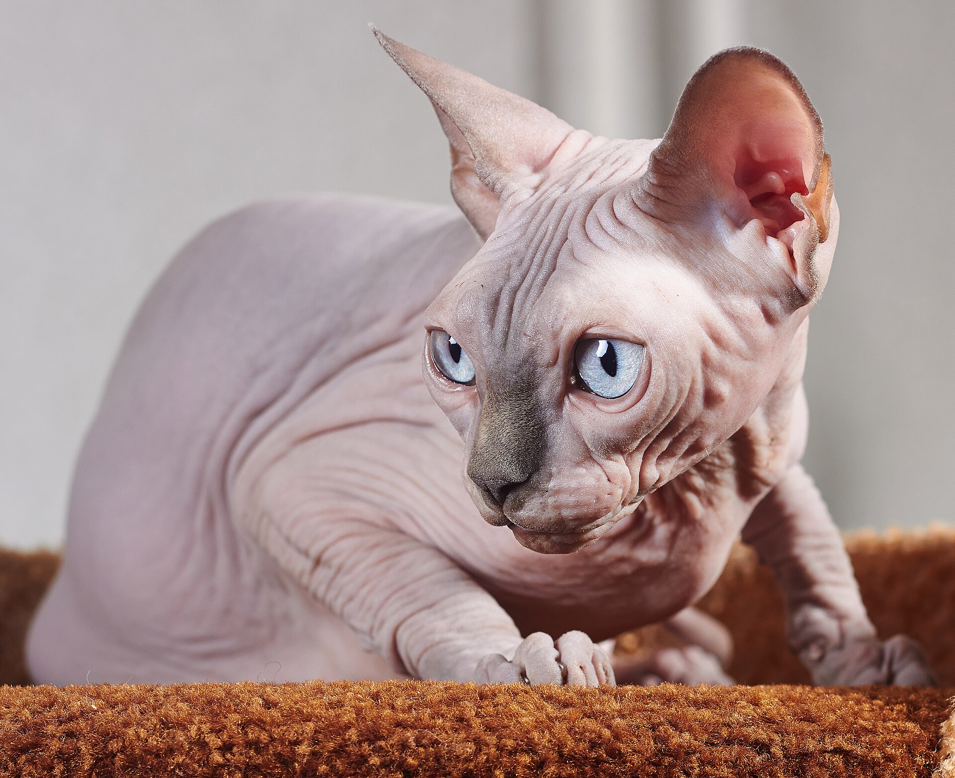 Sphynx