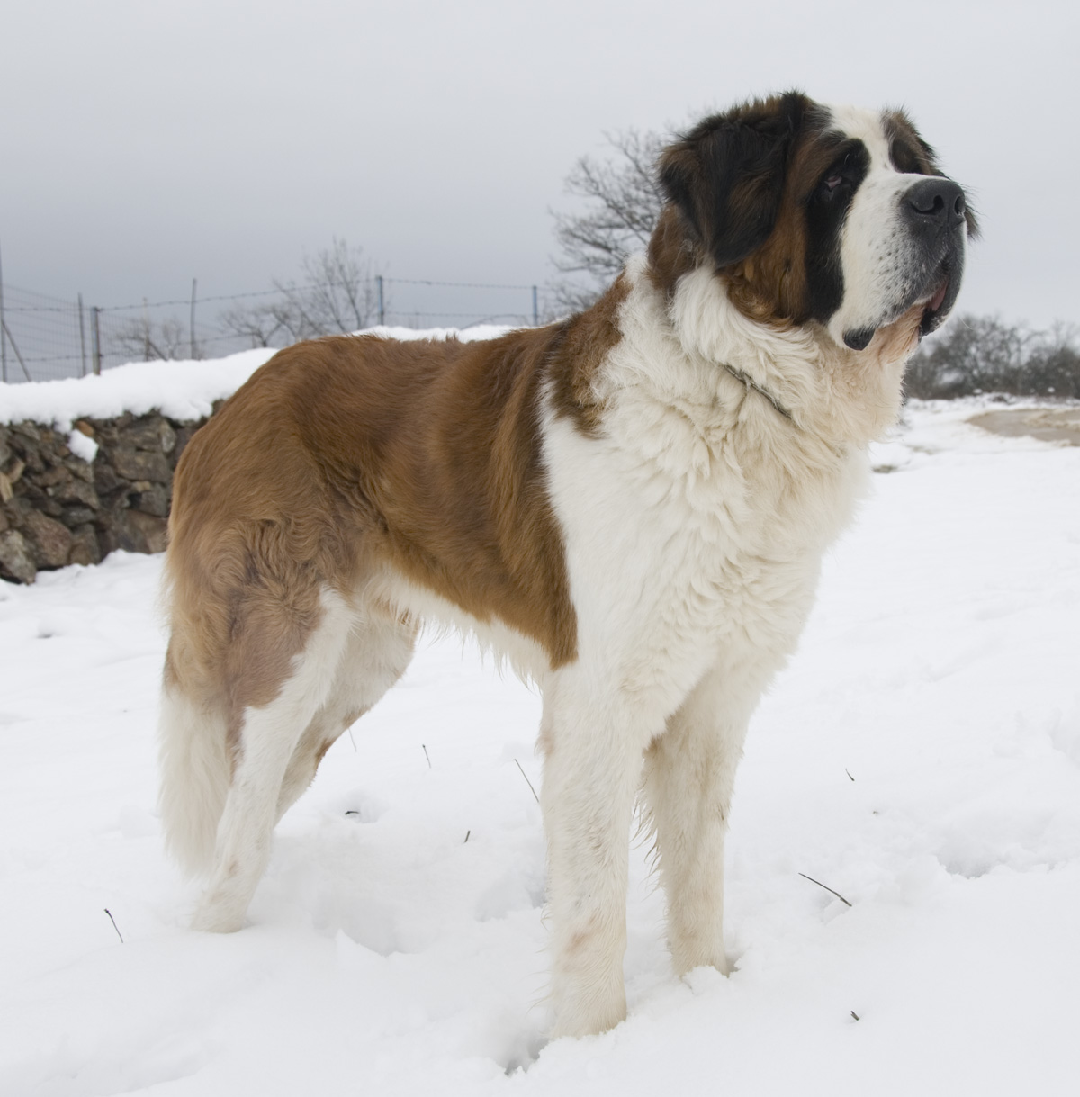 St. Bernard