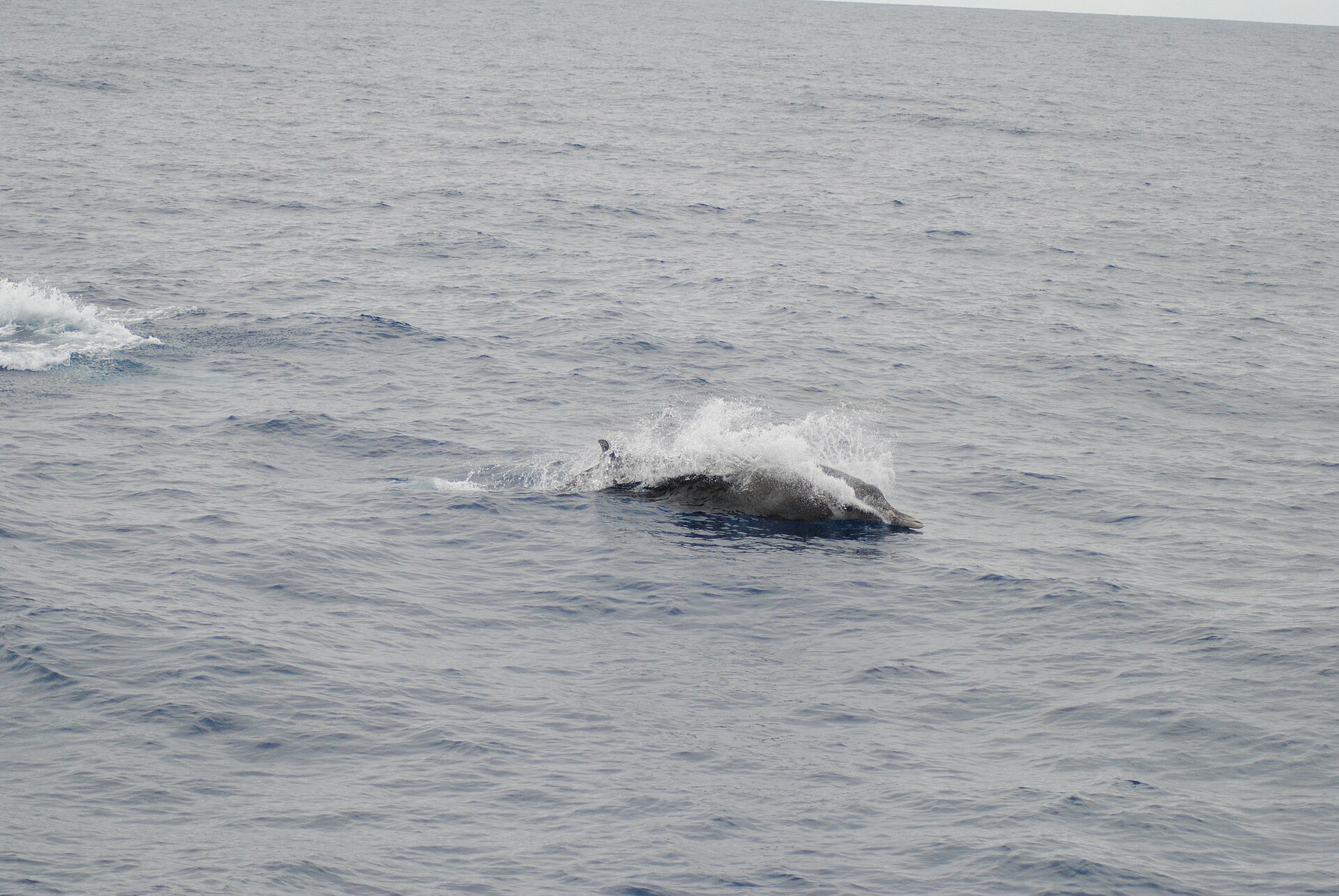 strap-toothed whale