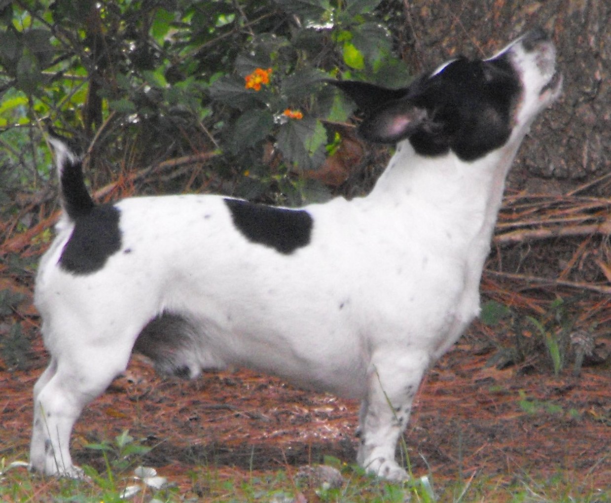 Teddy Roosevelt Terrier