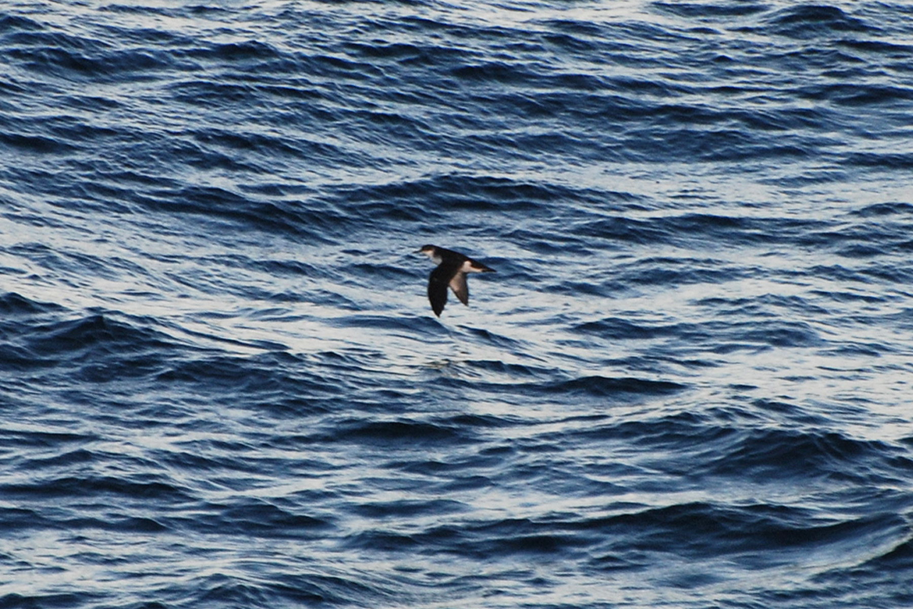 Townsend's Shearwater