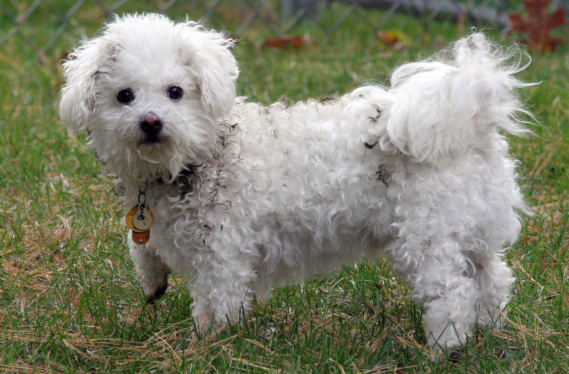 Toy Poodle