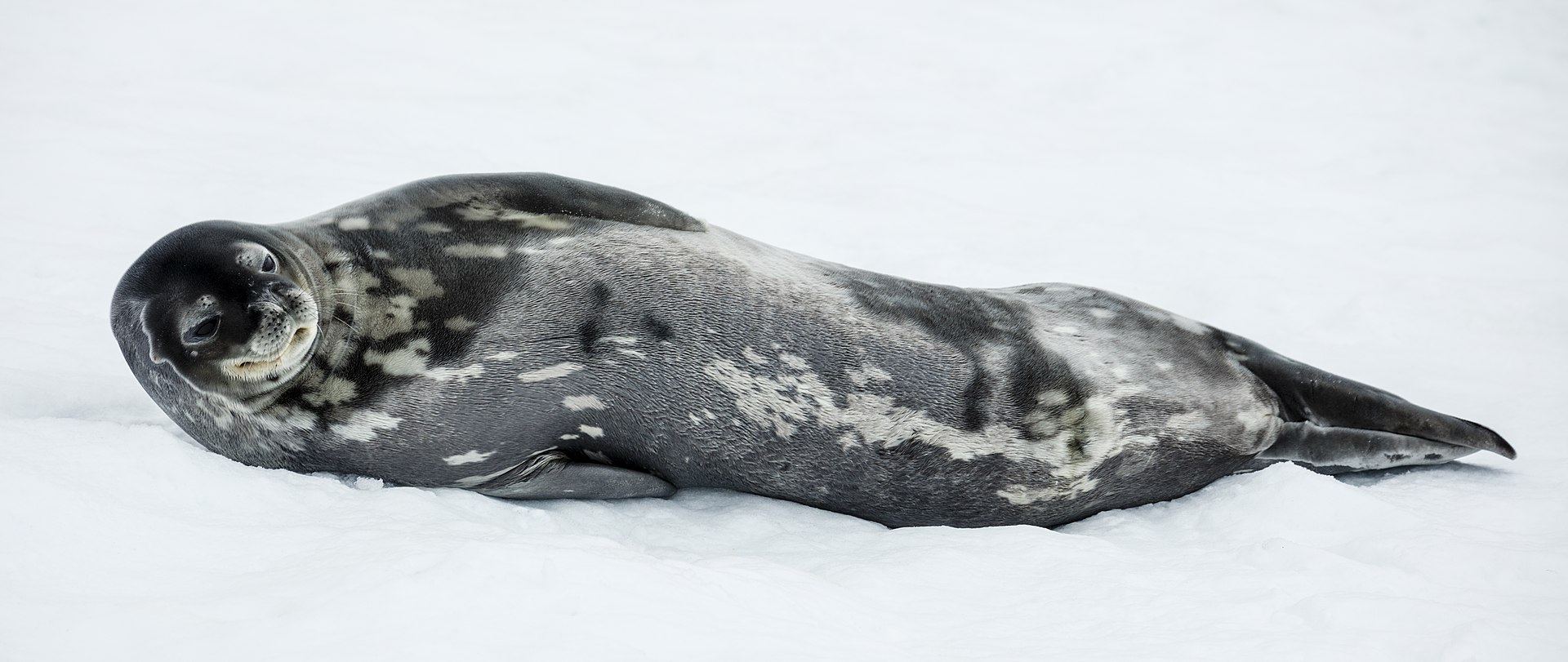 Weddell seal
