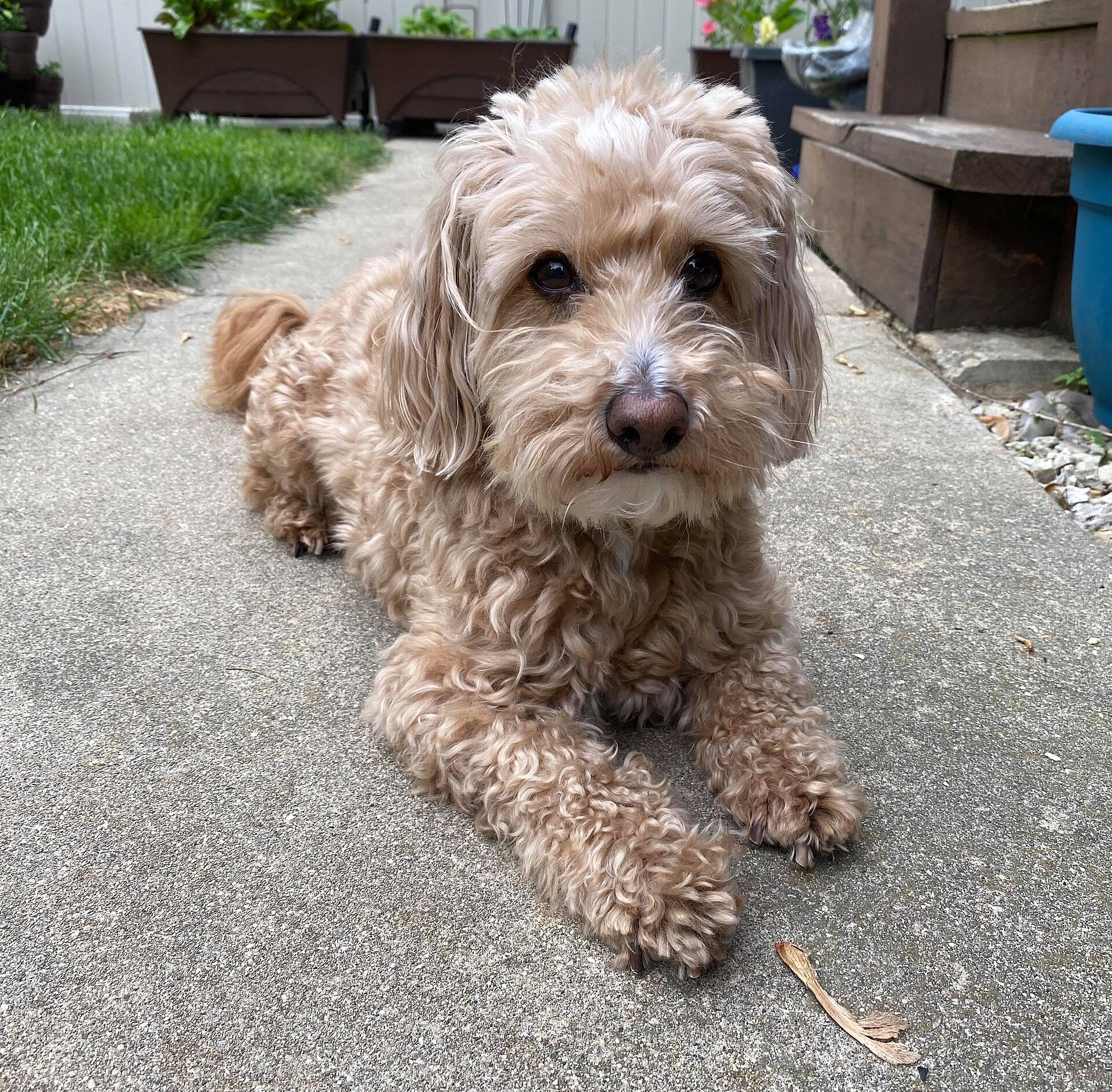 westiepoo
