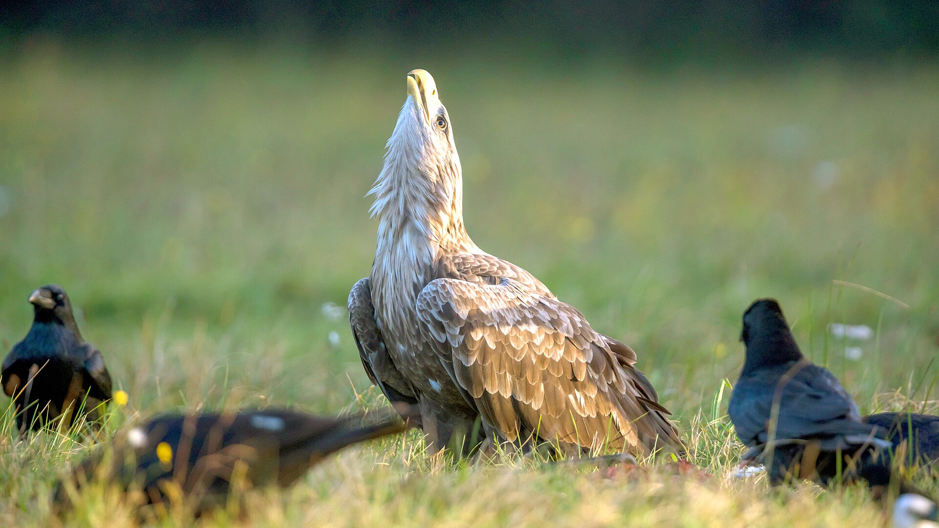 White-tailed Eagle