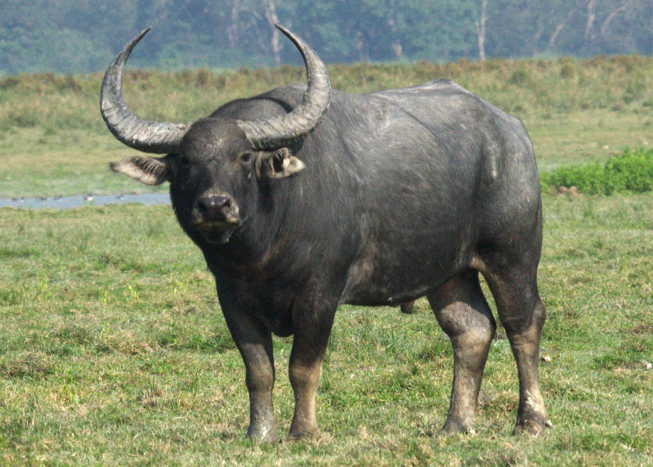 Wild water buffalo