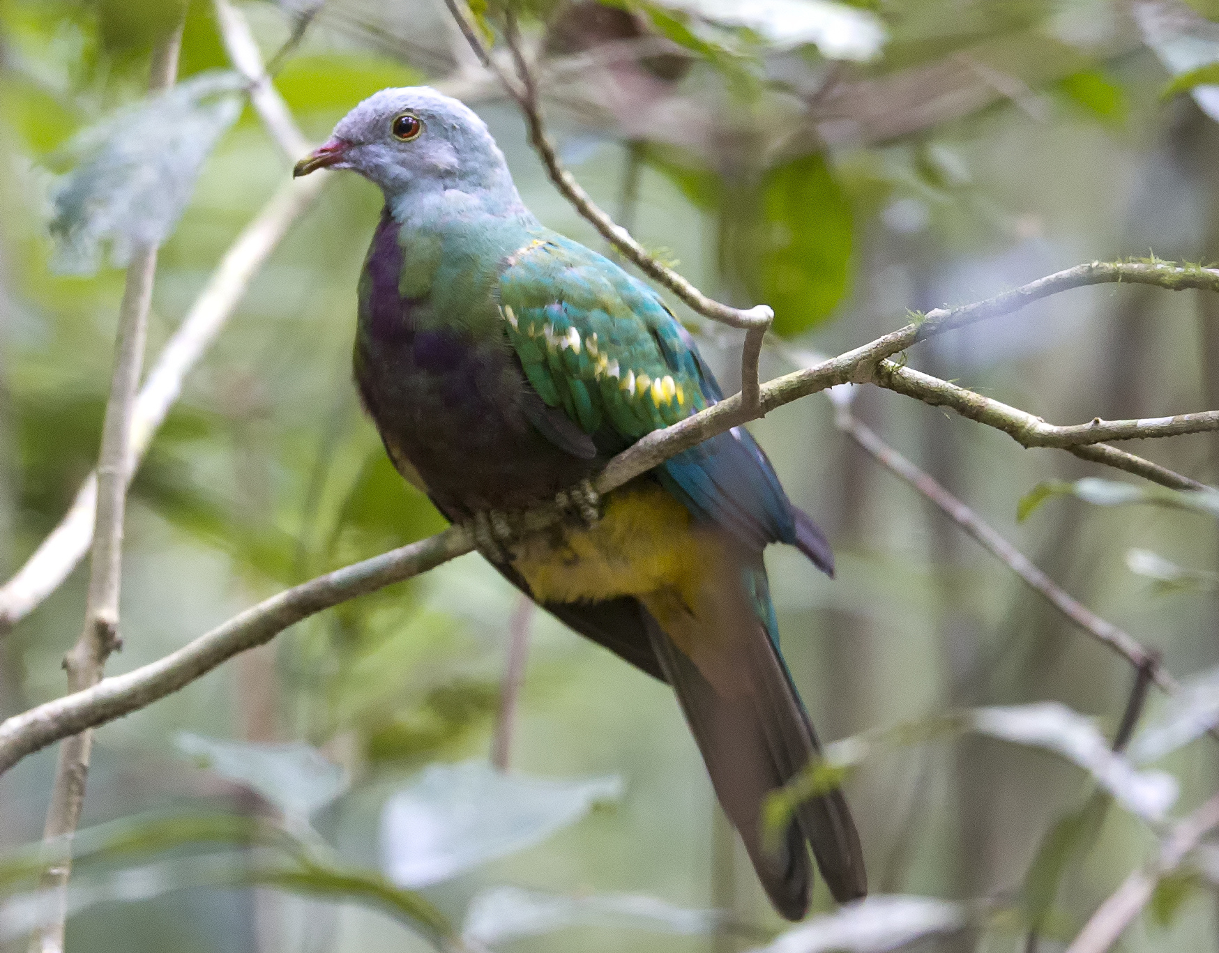 Wompoo Fruit Dove