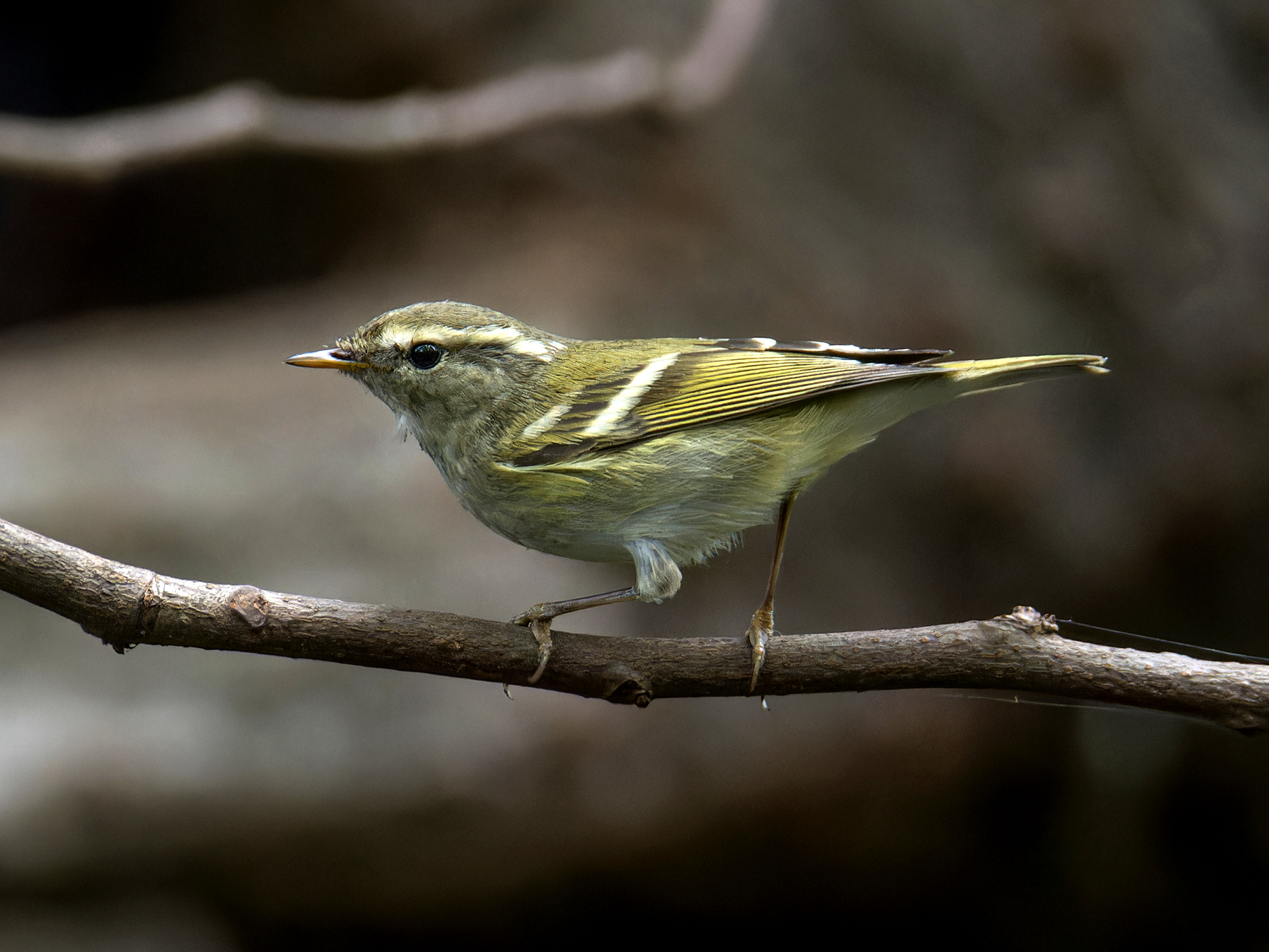 Yellow-browed Warbler