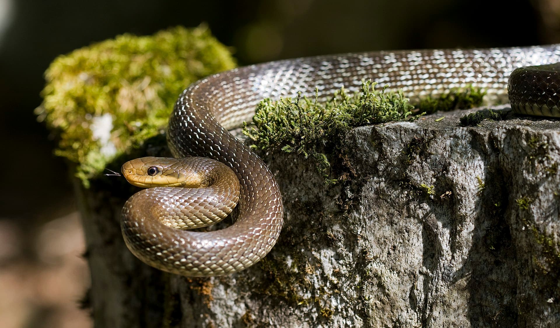 Aesculapian Snake