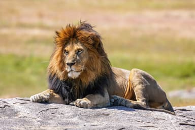 An adult African lion walking through Serengeti grassland
