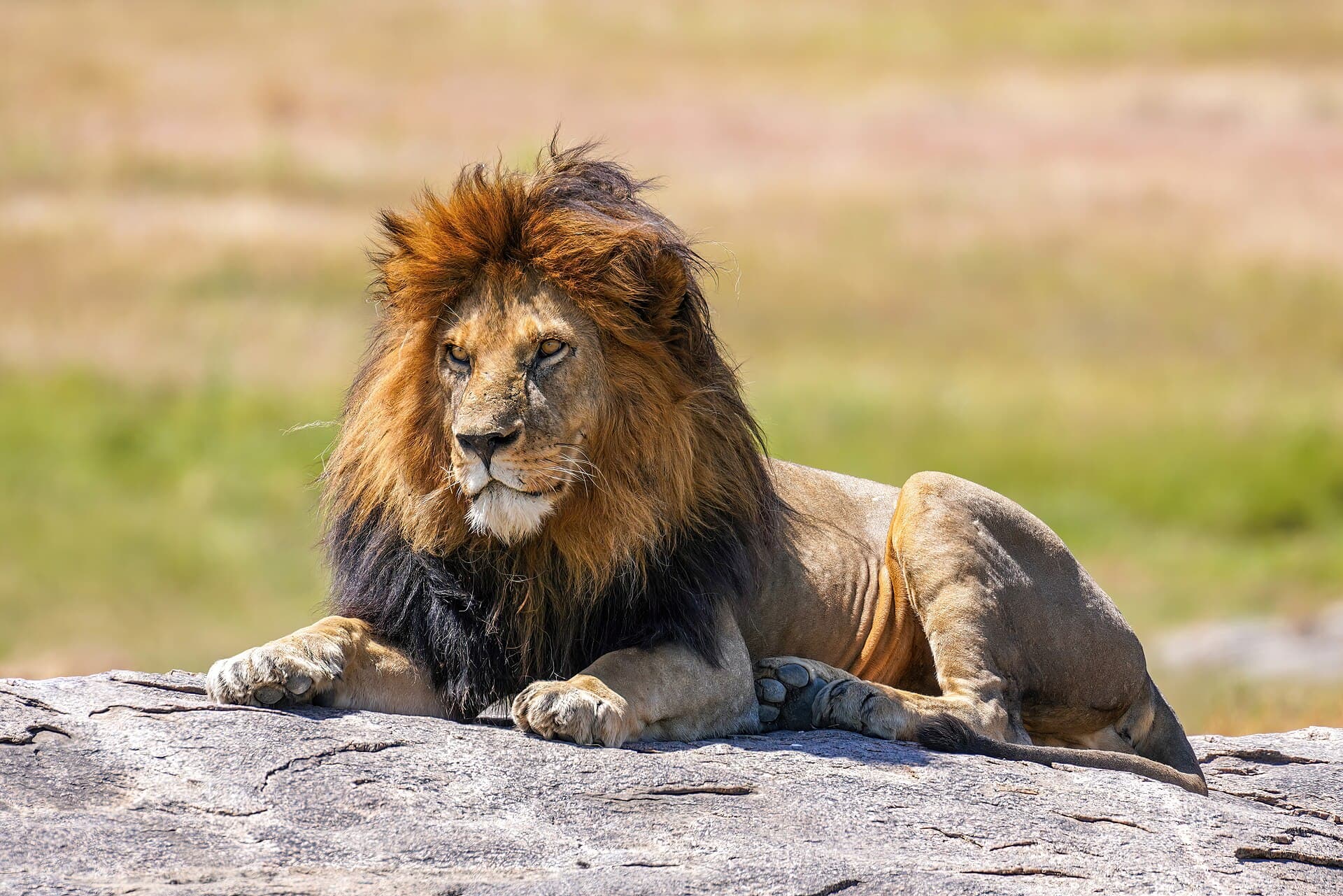 An adult African lion walking through Serengeti grassland