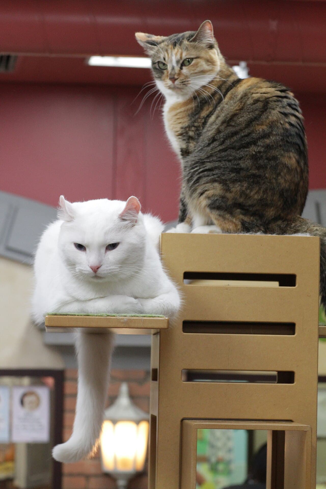 American Curl