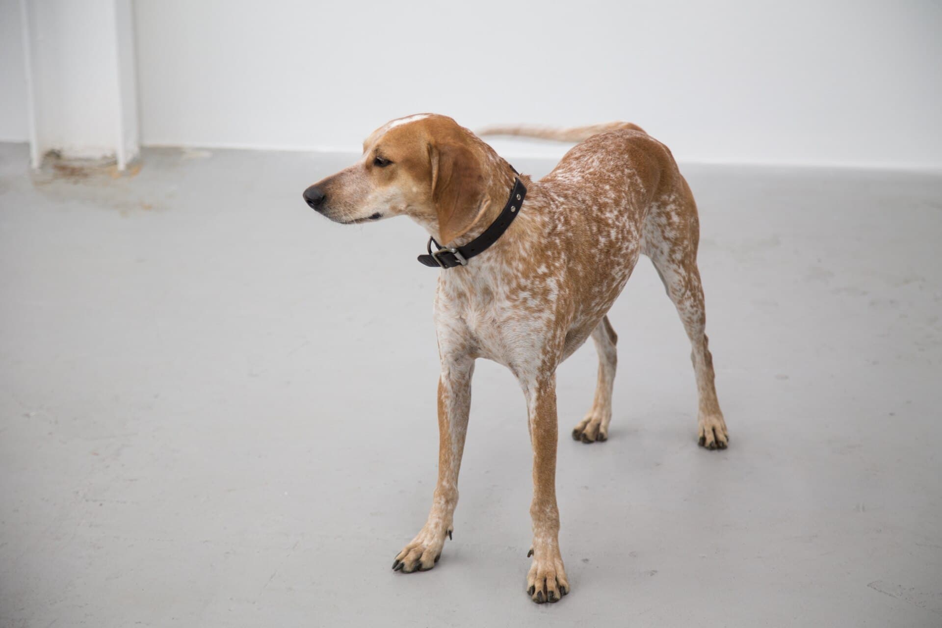 American English Coonhound