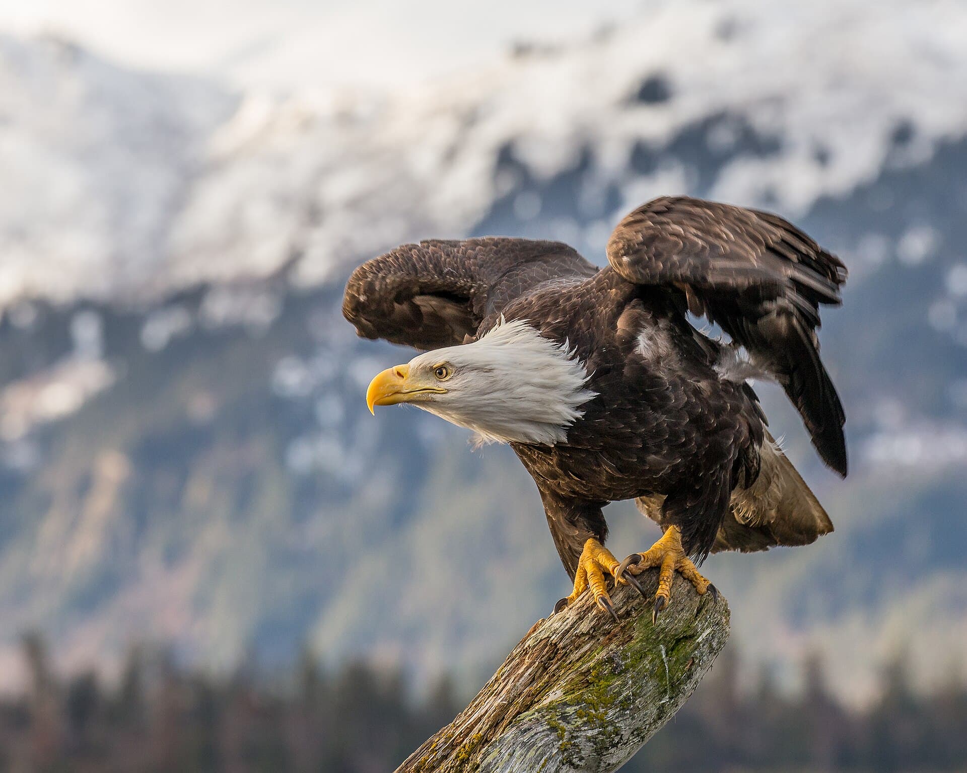 A bald eagle preparing to take flight in Alaska