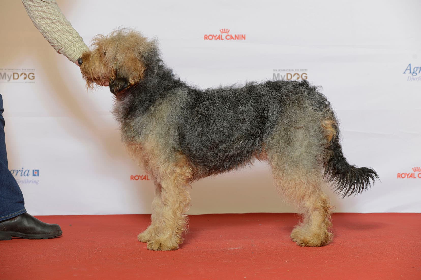Barak hound