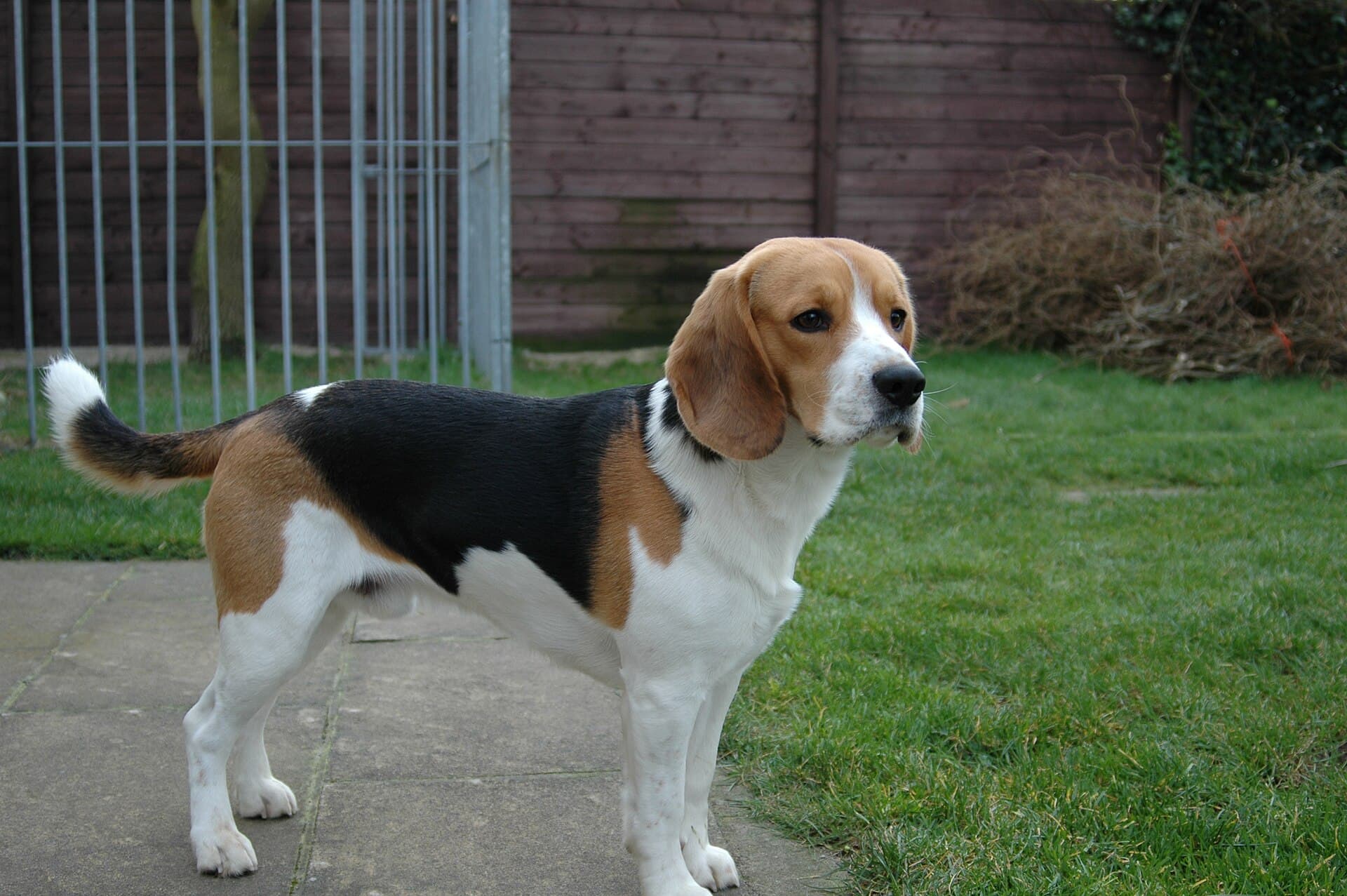 A tricolour beagle standing in profile outdoors