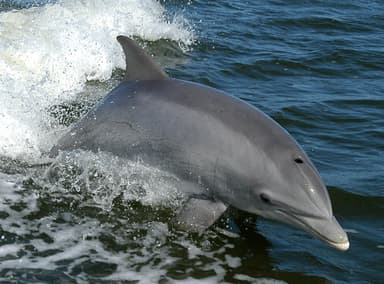 A bottlenose dolphin swimming in clear blue water