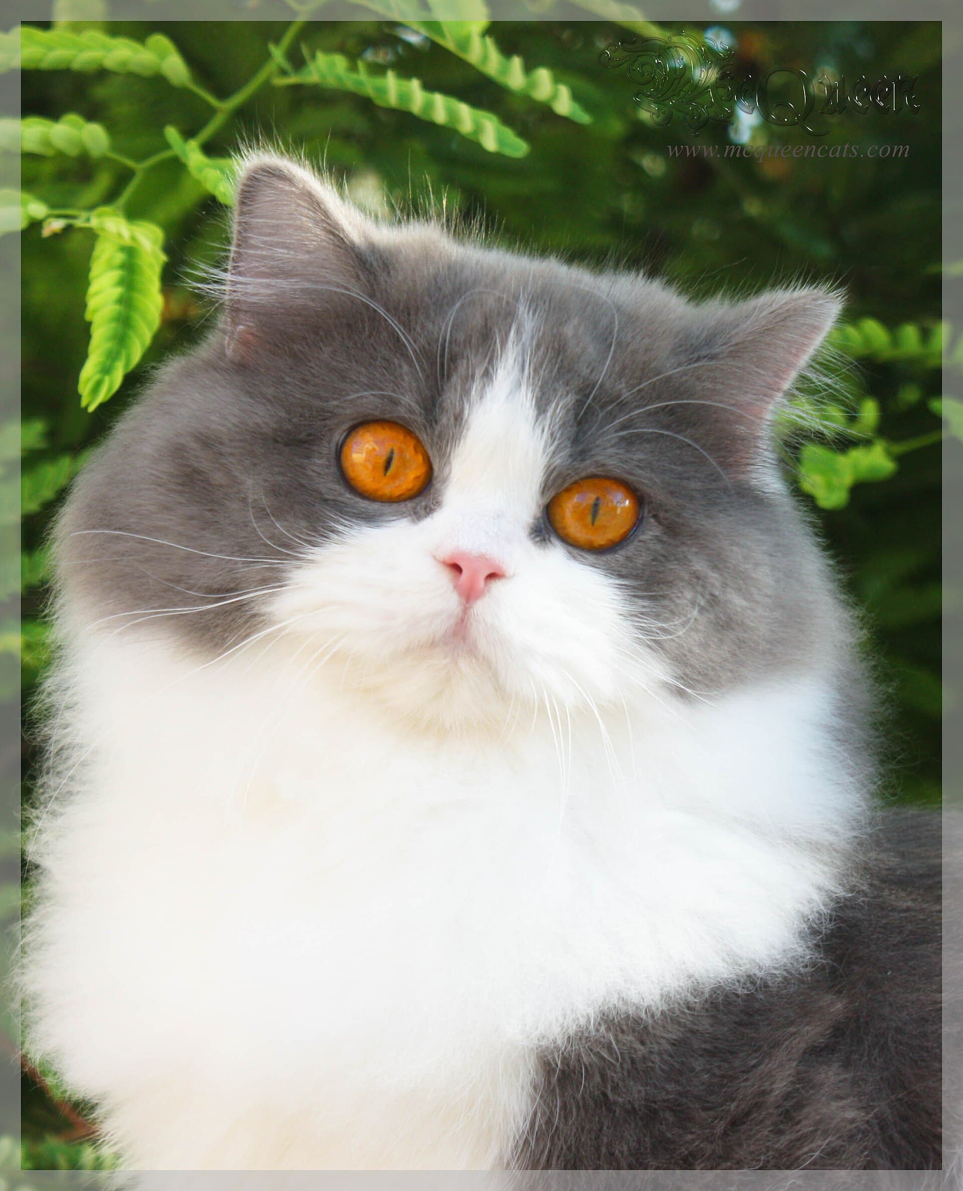 British Semi-longhair