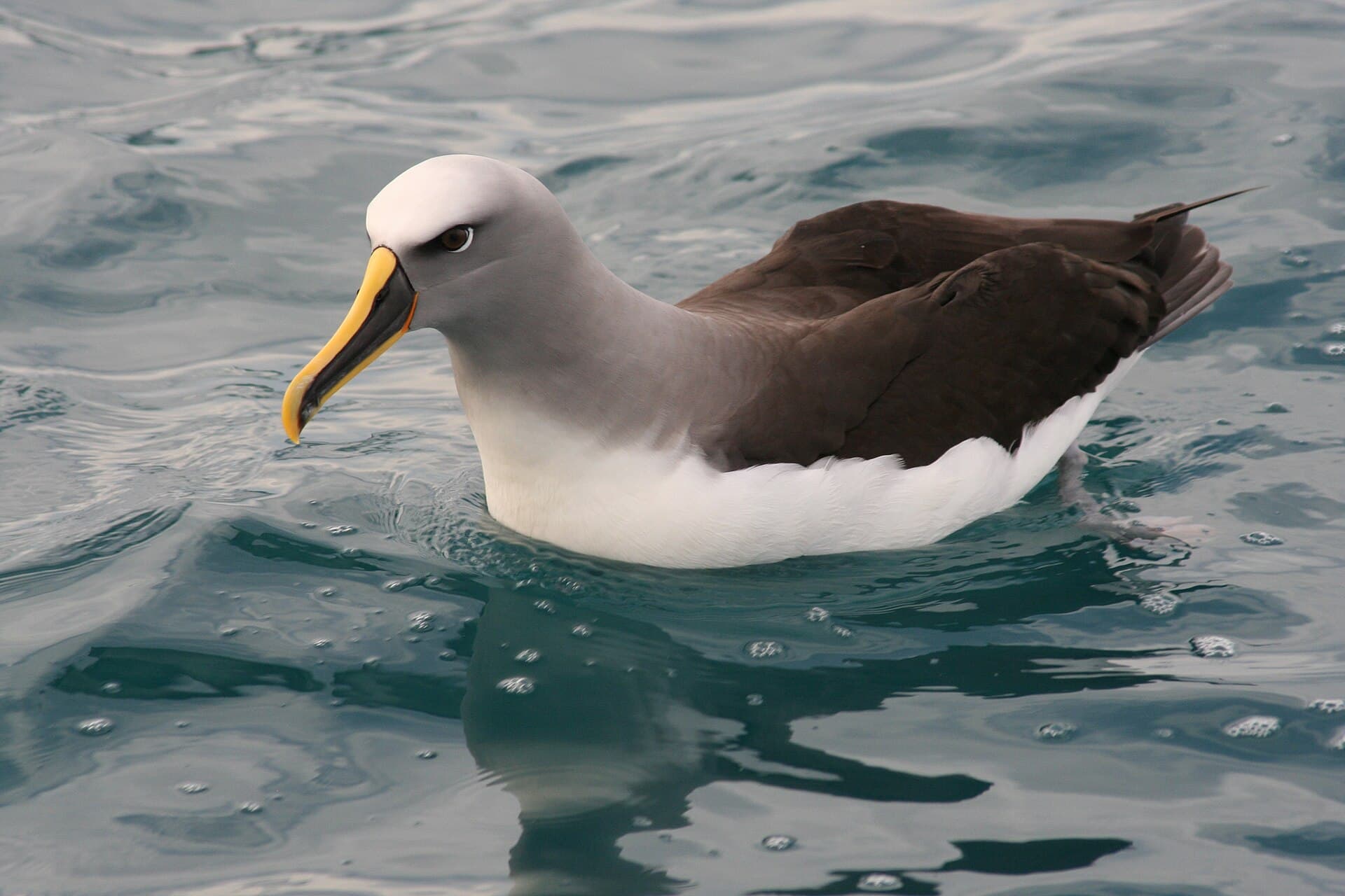 Buller's Albatross