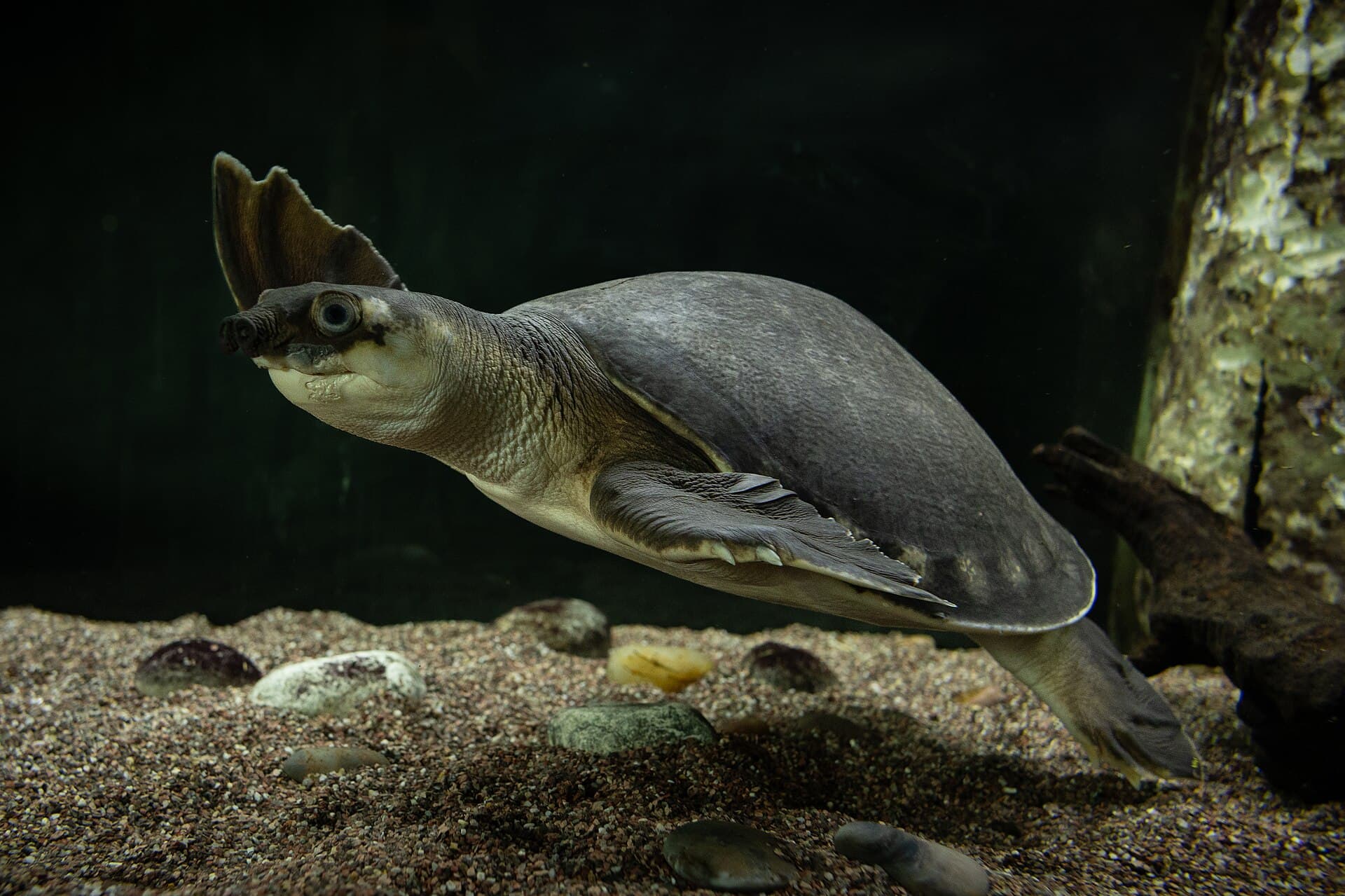 Carettochelys insculpta