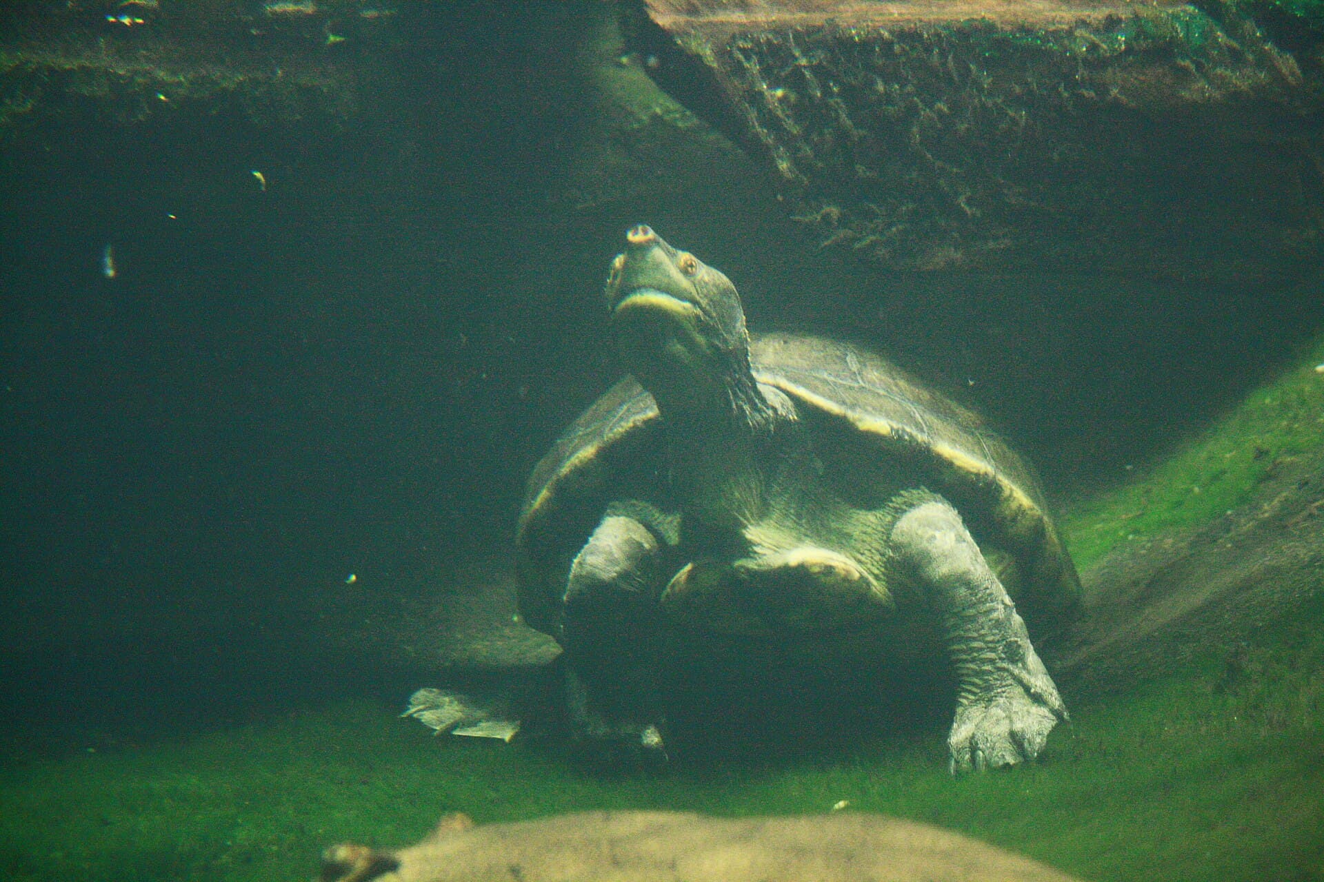 Central American river turtle