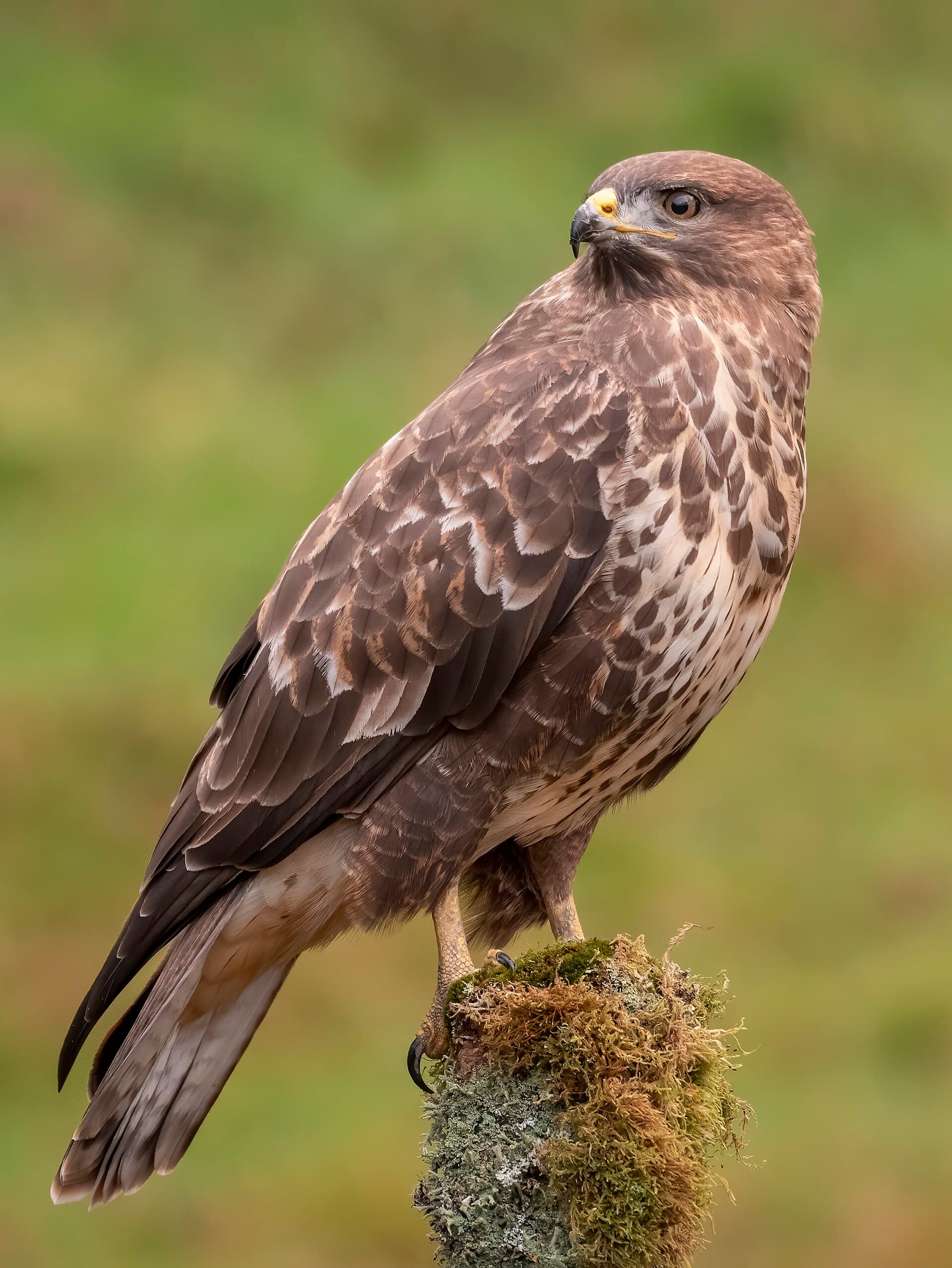 Common Buzzard