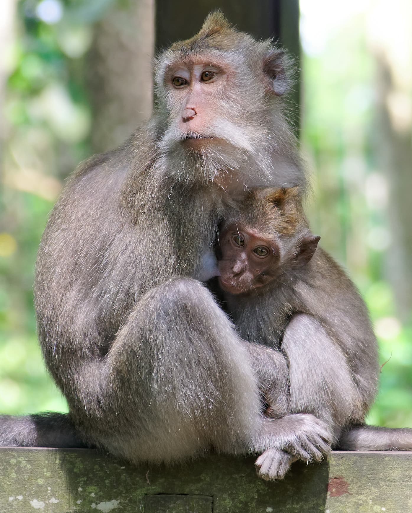 crab-eating macaque