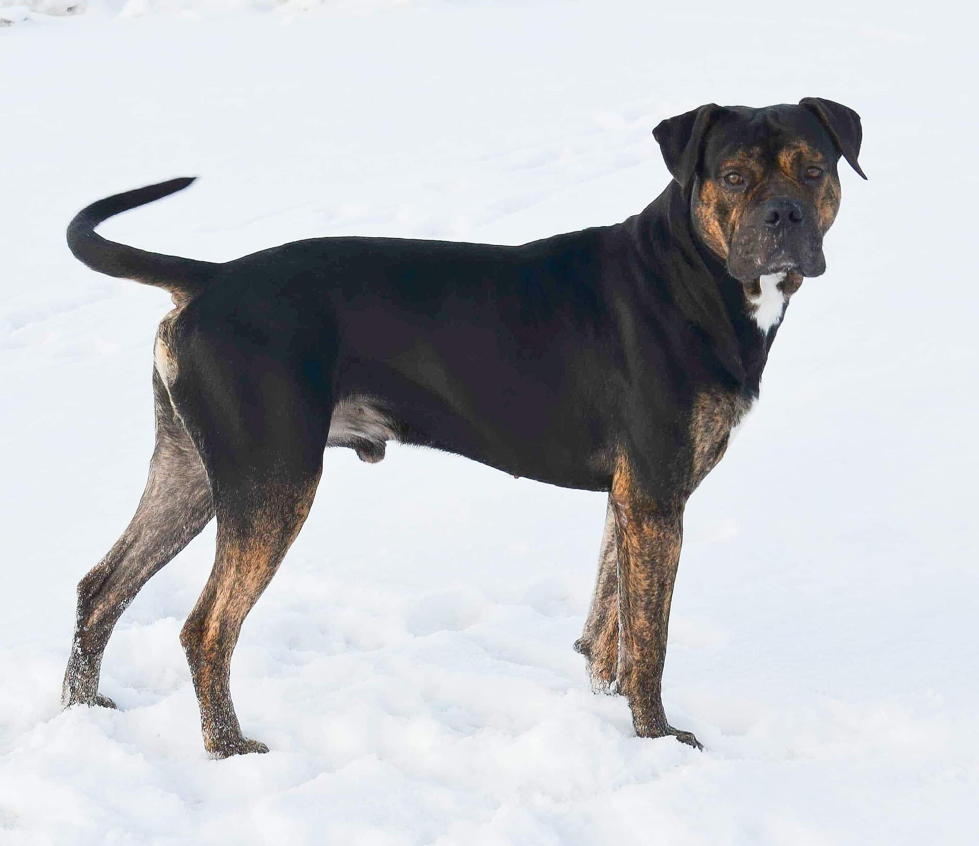 Dogo español