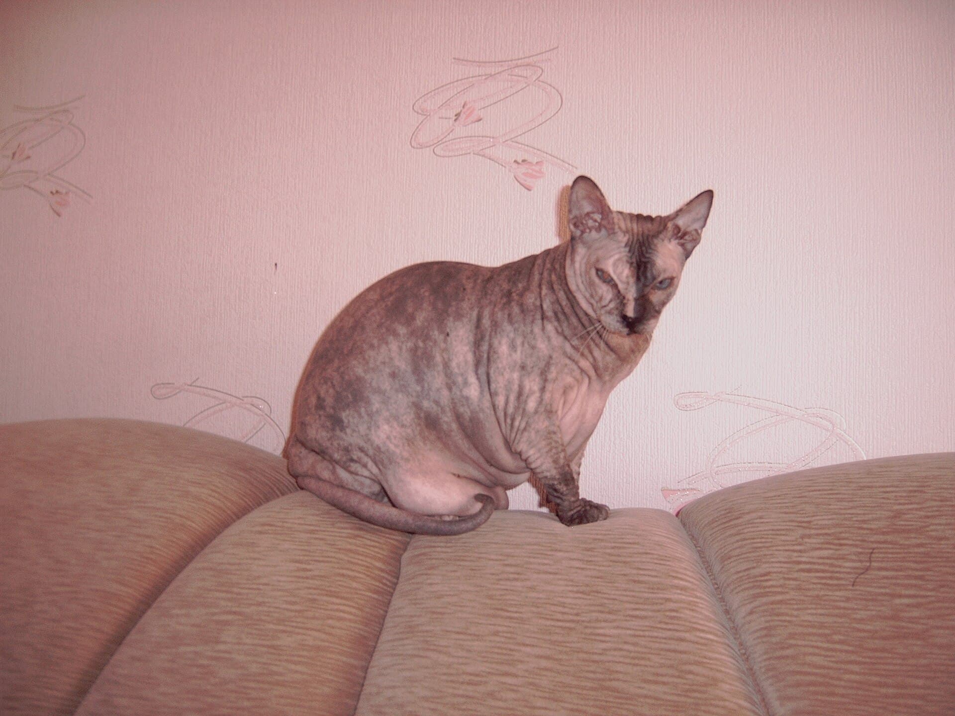 Donskoy cat