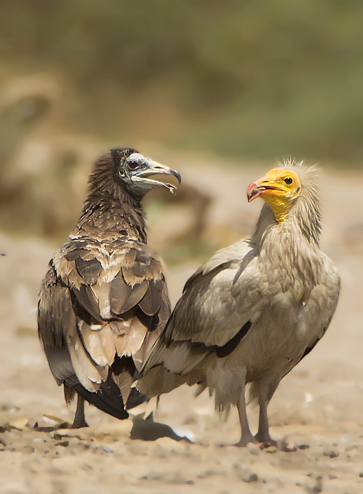 Egyptian Vulture