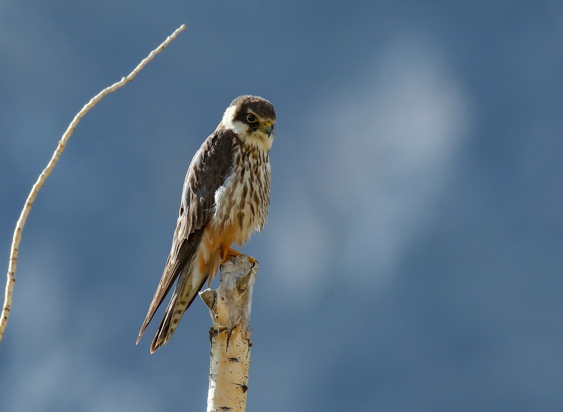 Eurasian Hobby
