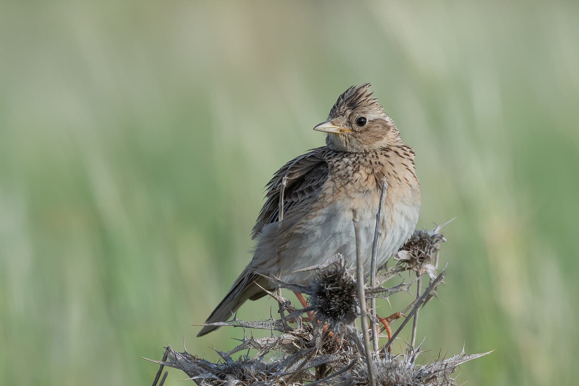 Eurasian Skylark