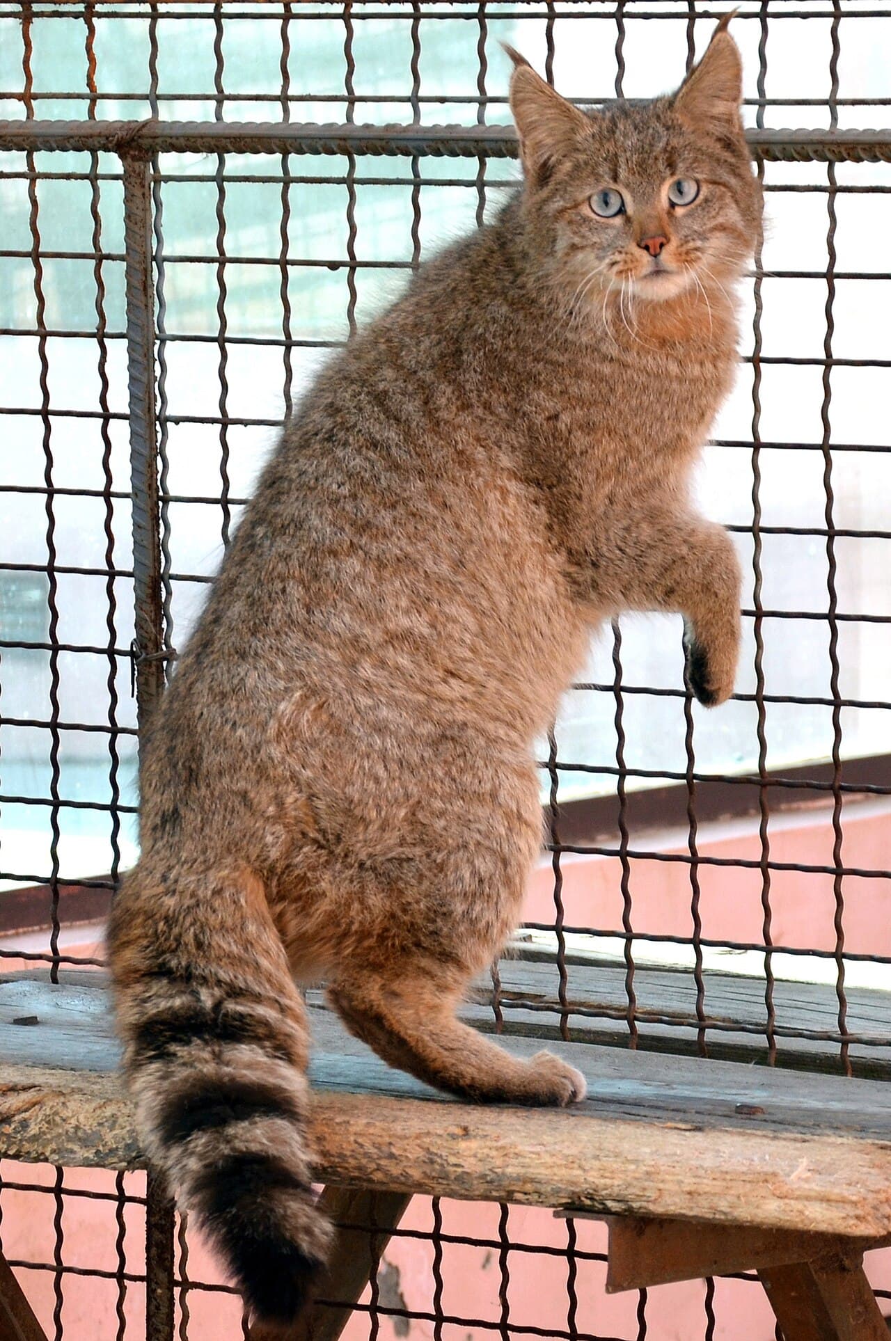 Felis bieti