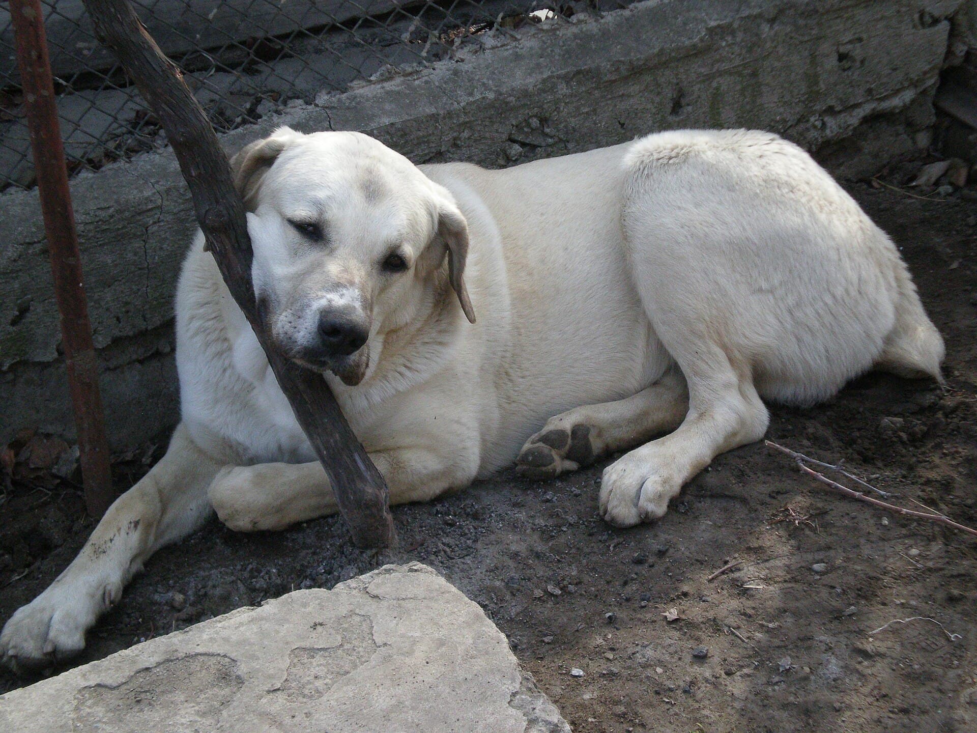 Georgian Shepherd