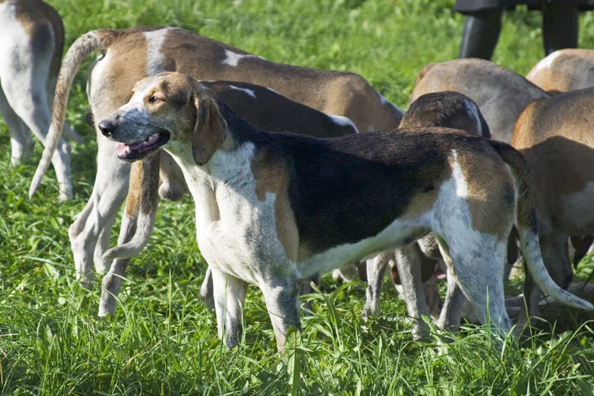 Great Anglo-French Tricolour Hound