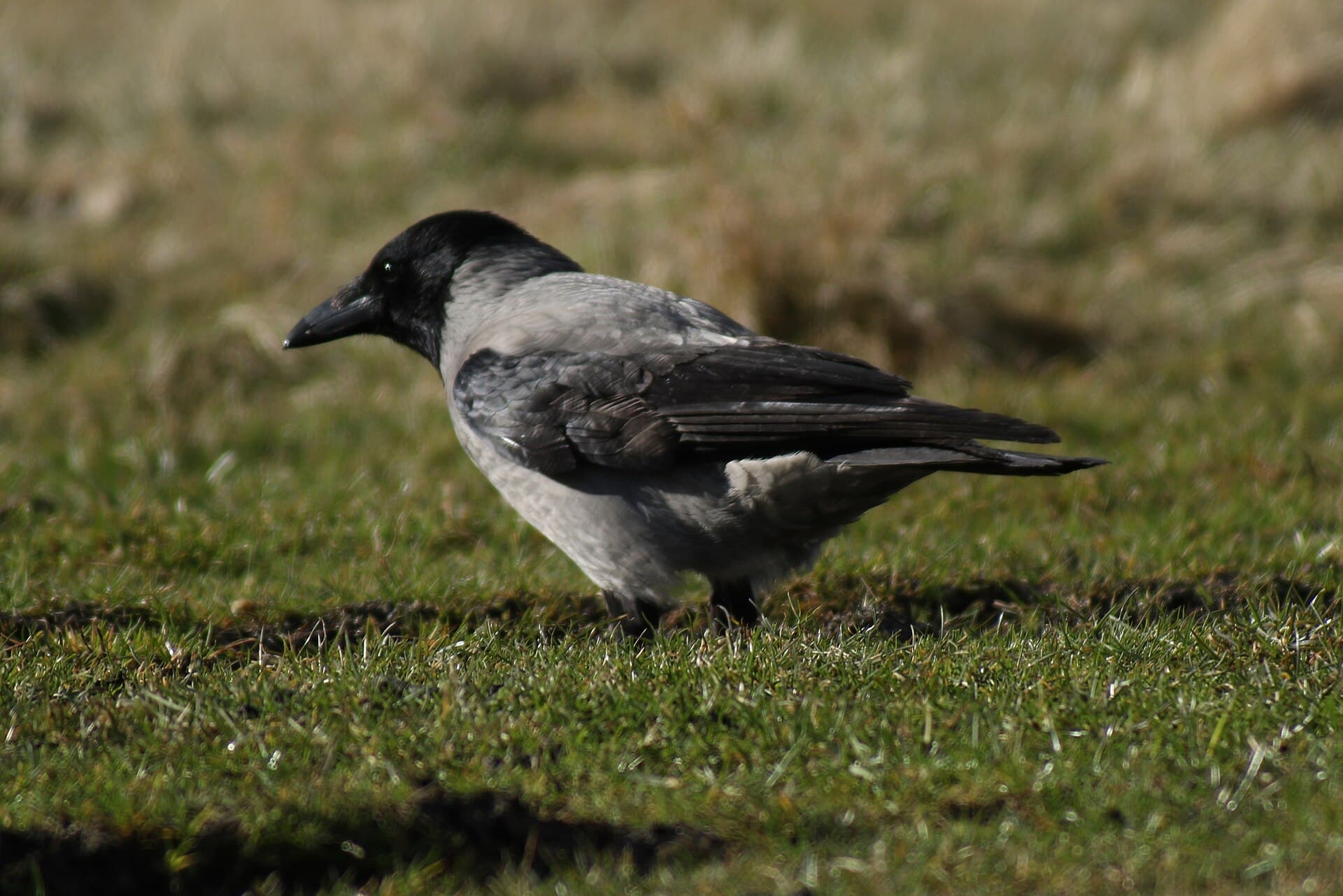 Hooded Crow