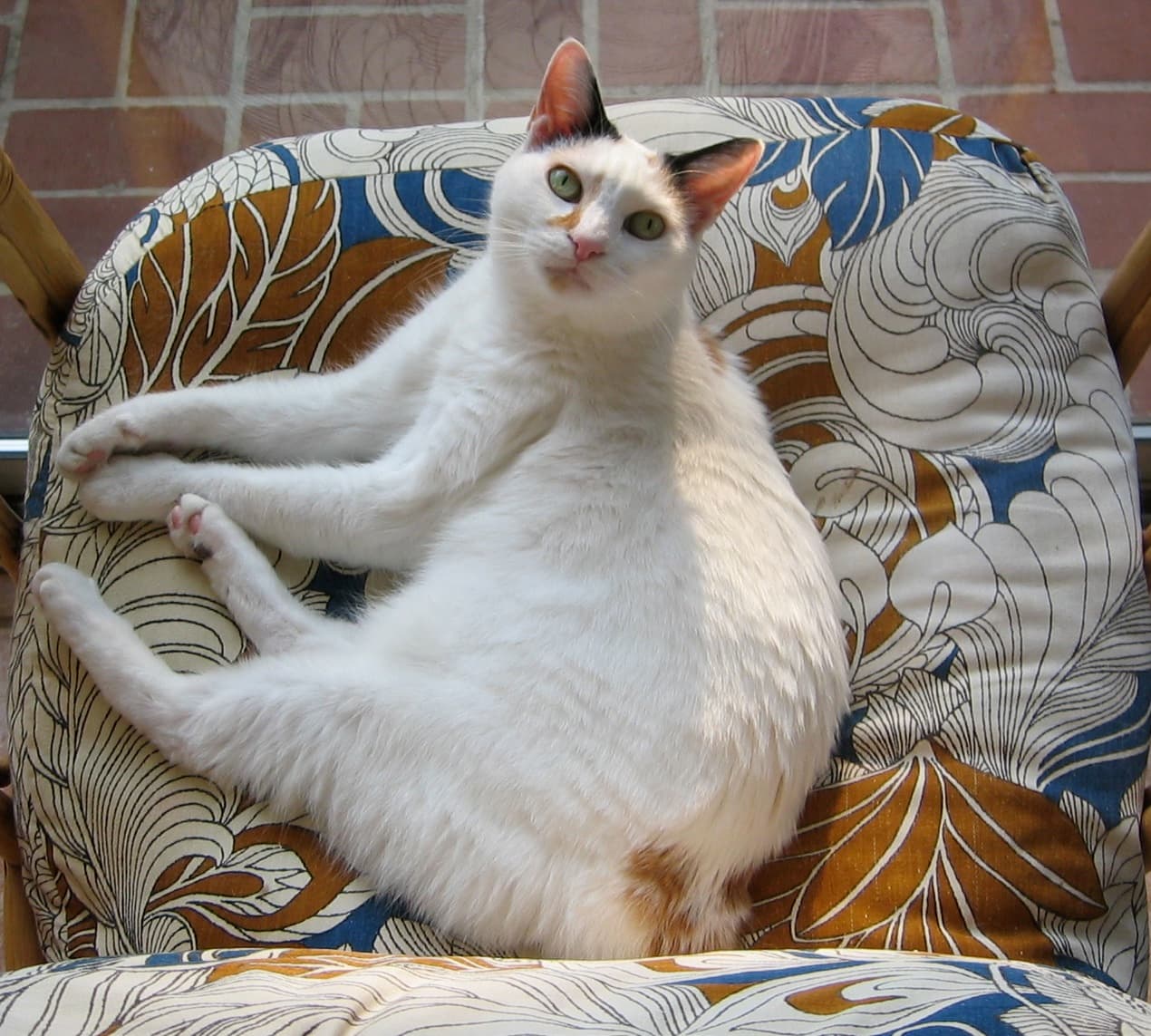 Japanese Bobtail