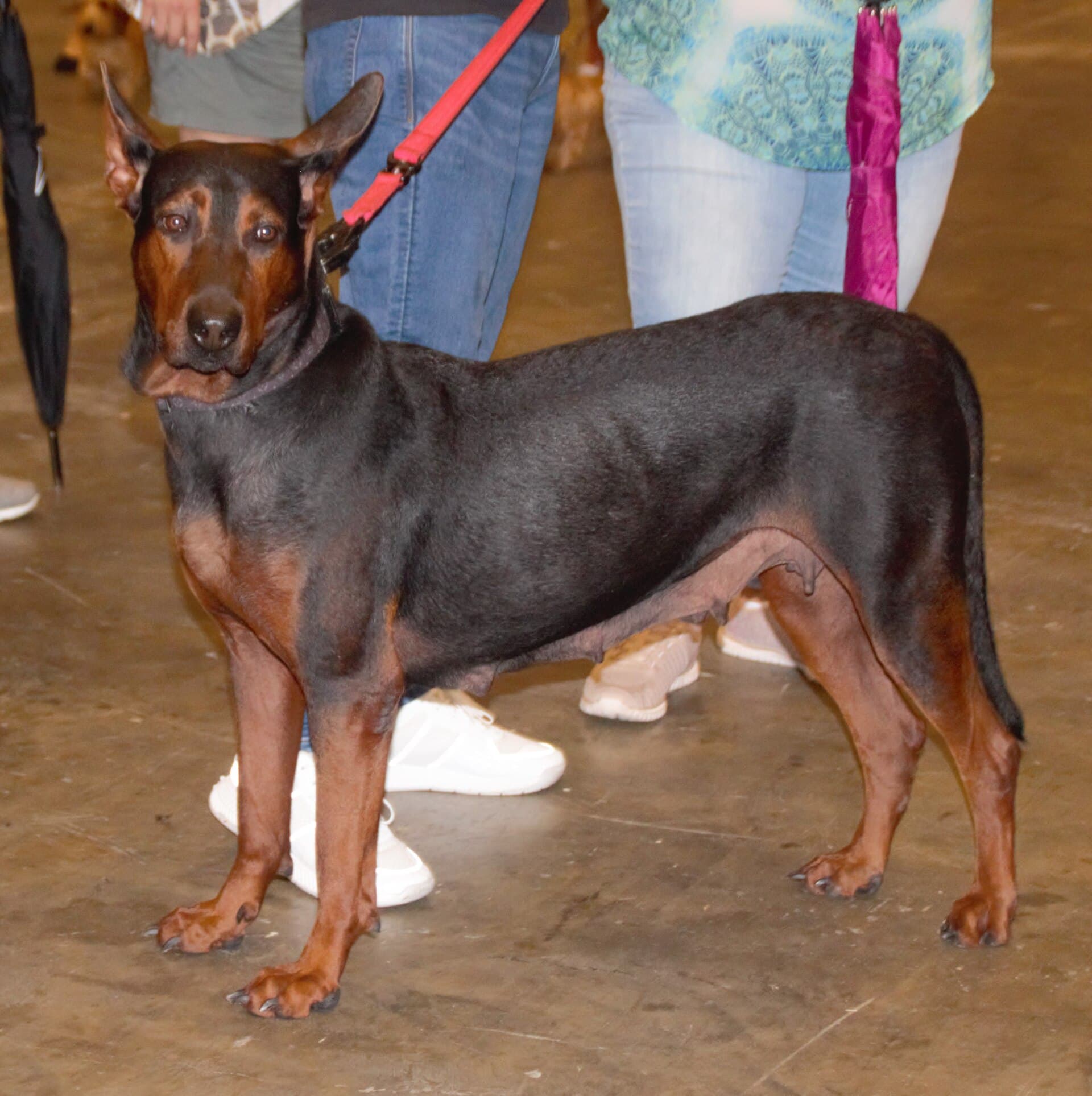 Laizhou Red Dog