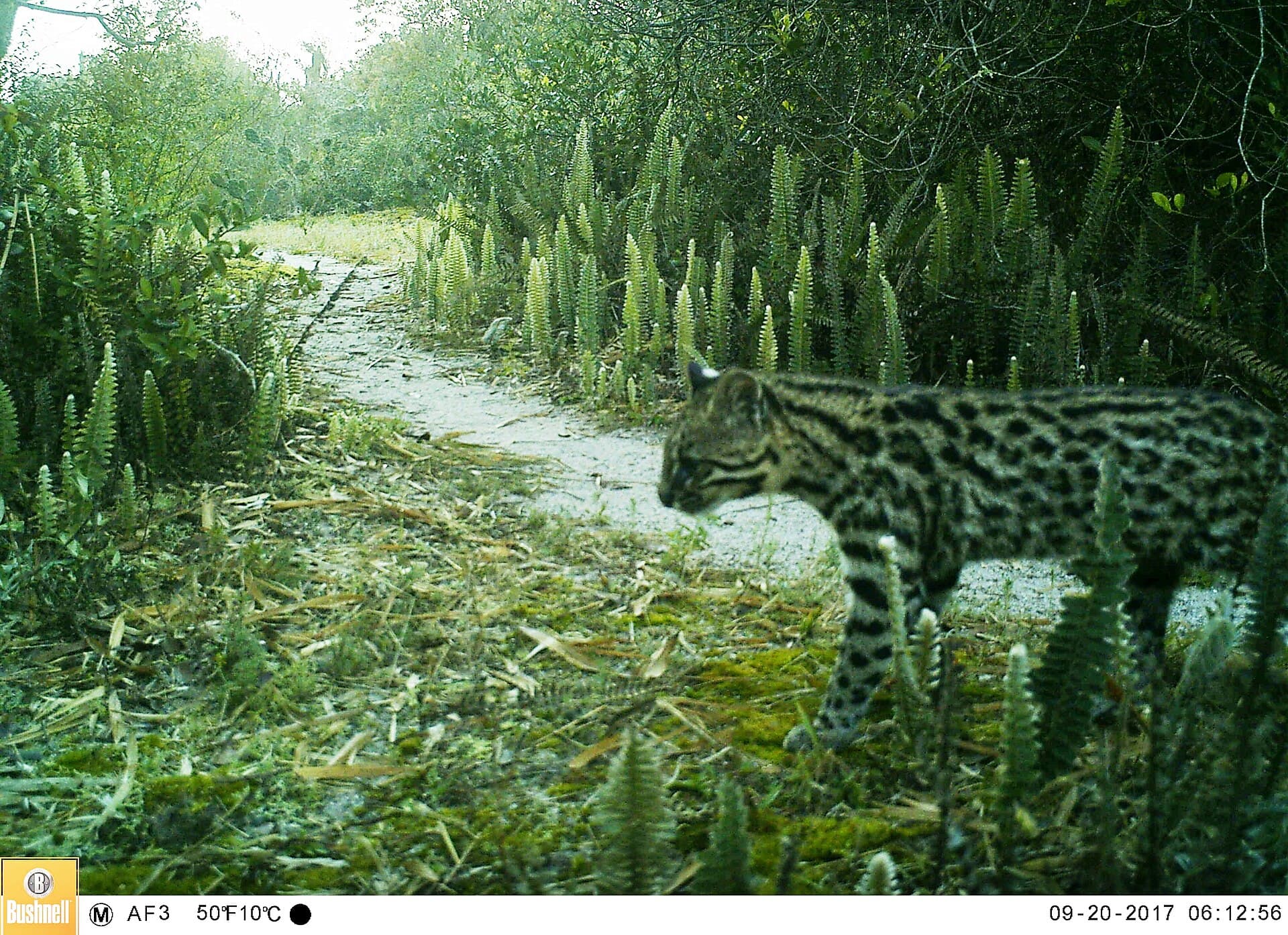 Leopardus guttulus
