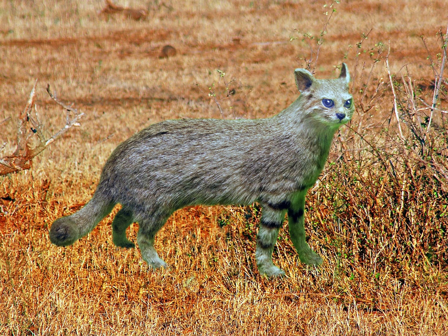 Leopardus pajeros