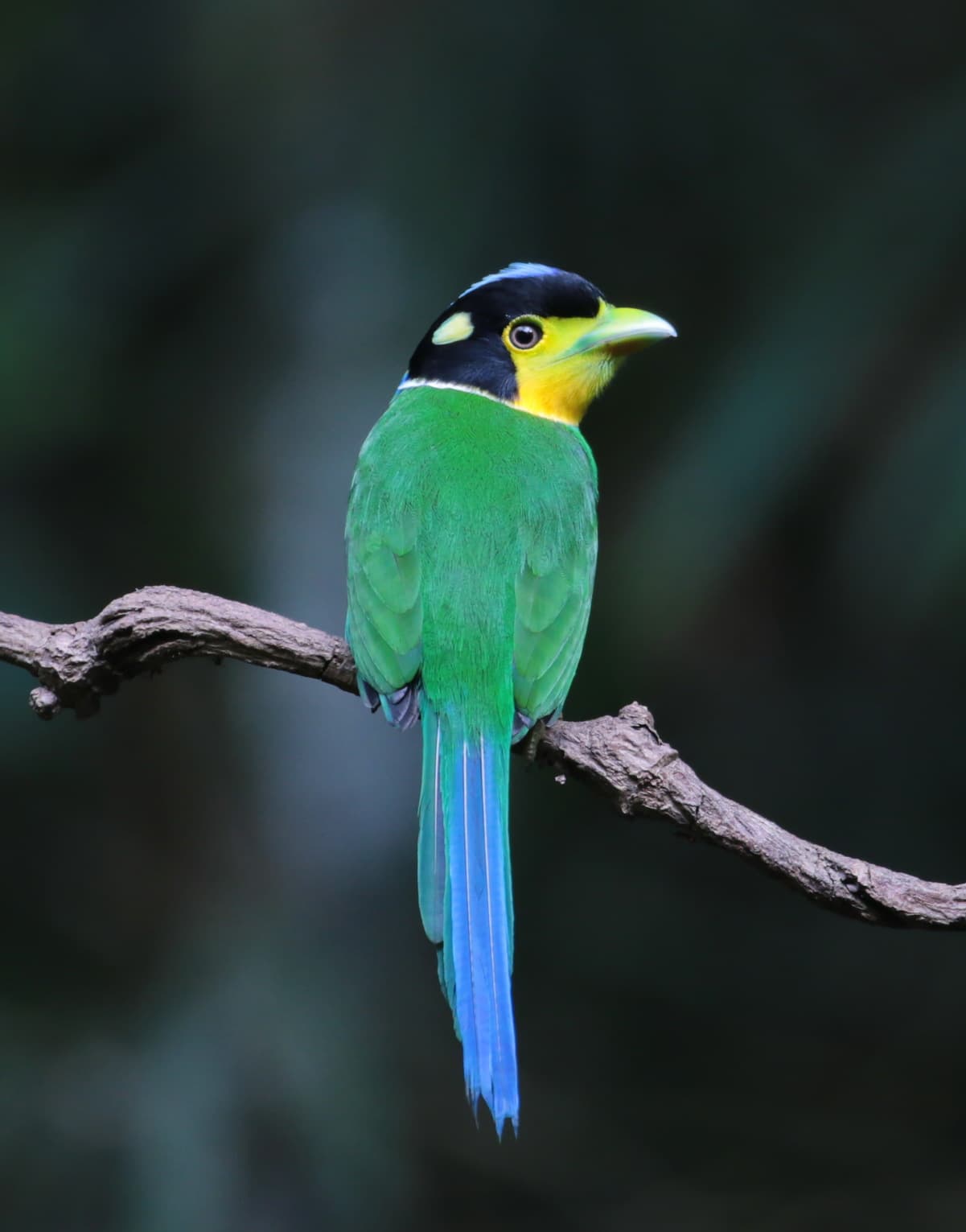 Long-tailed Broadbill