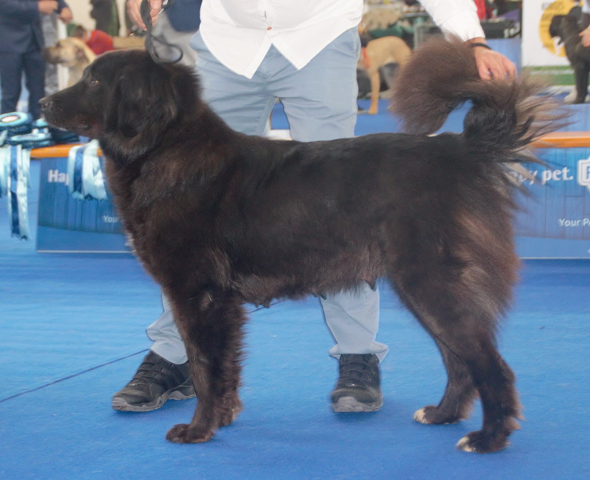 Macedonian Karaman