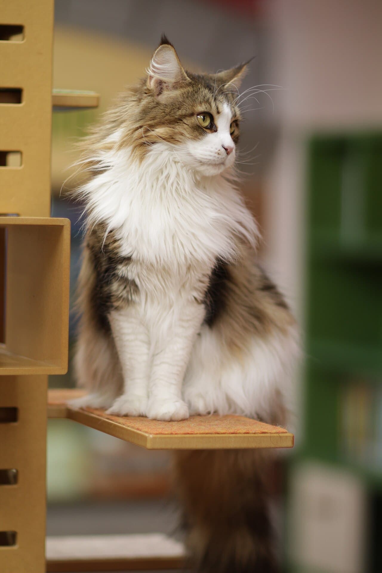 Maine coon