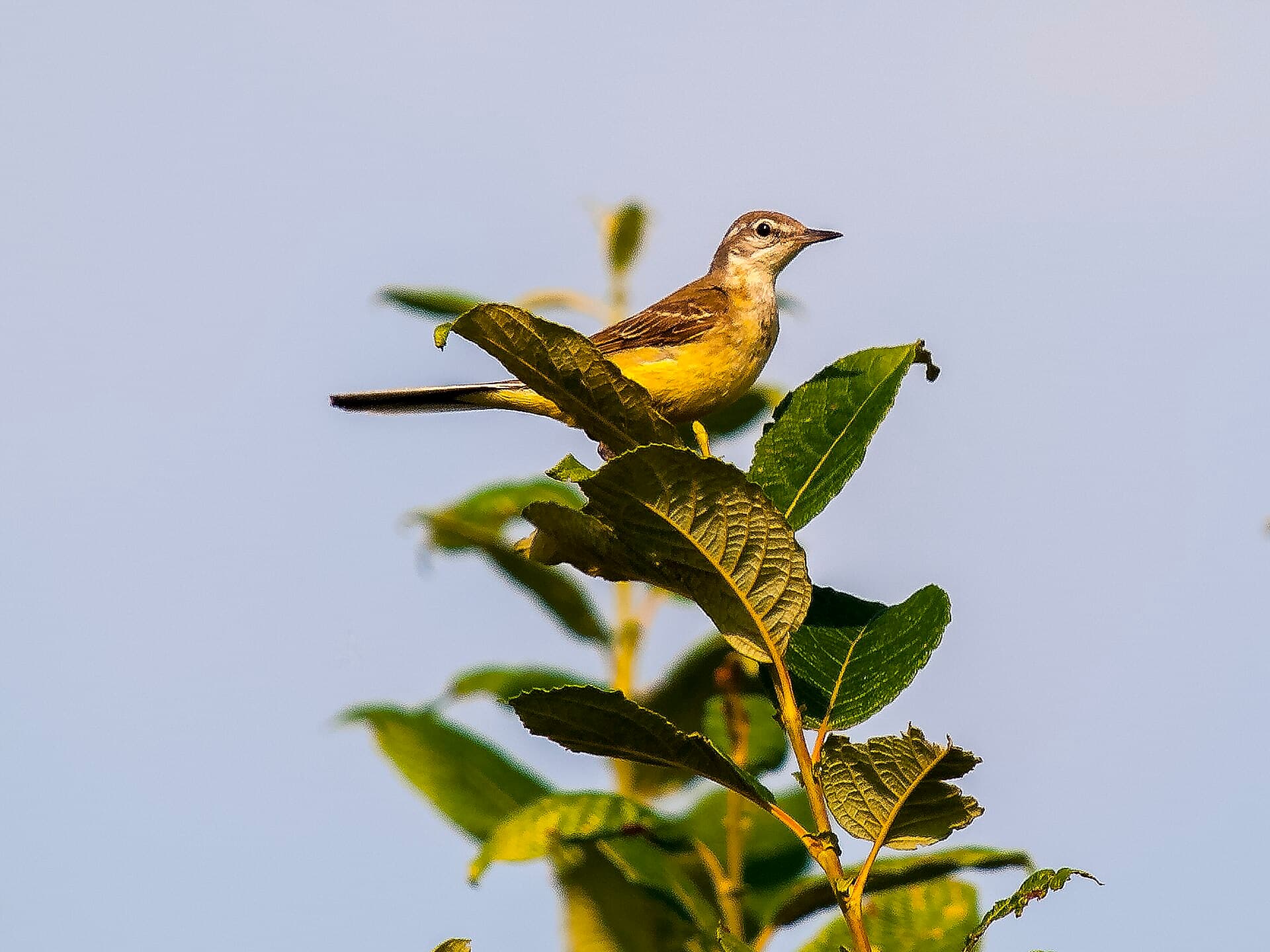 Motacilla flava